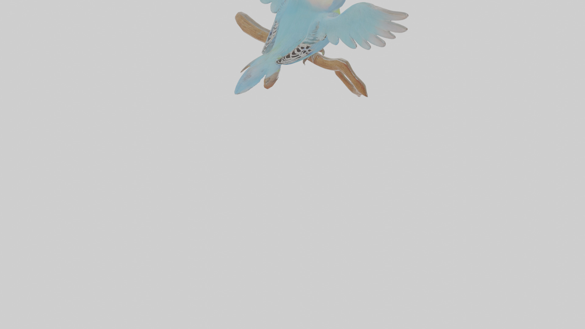 Cartoon Budgerigar Low-poly 3D model_7