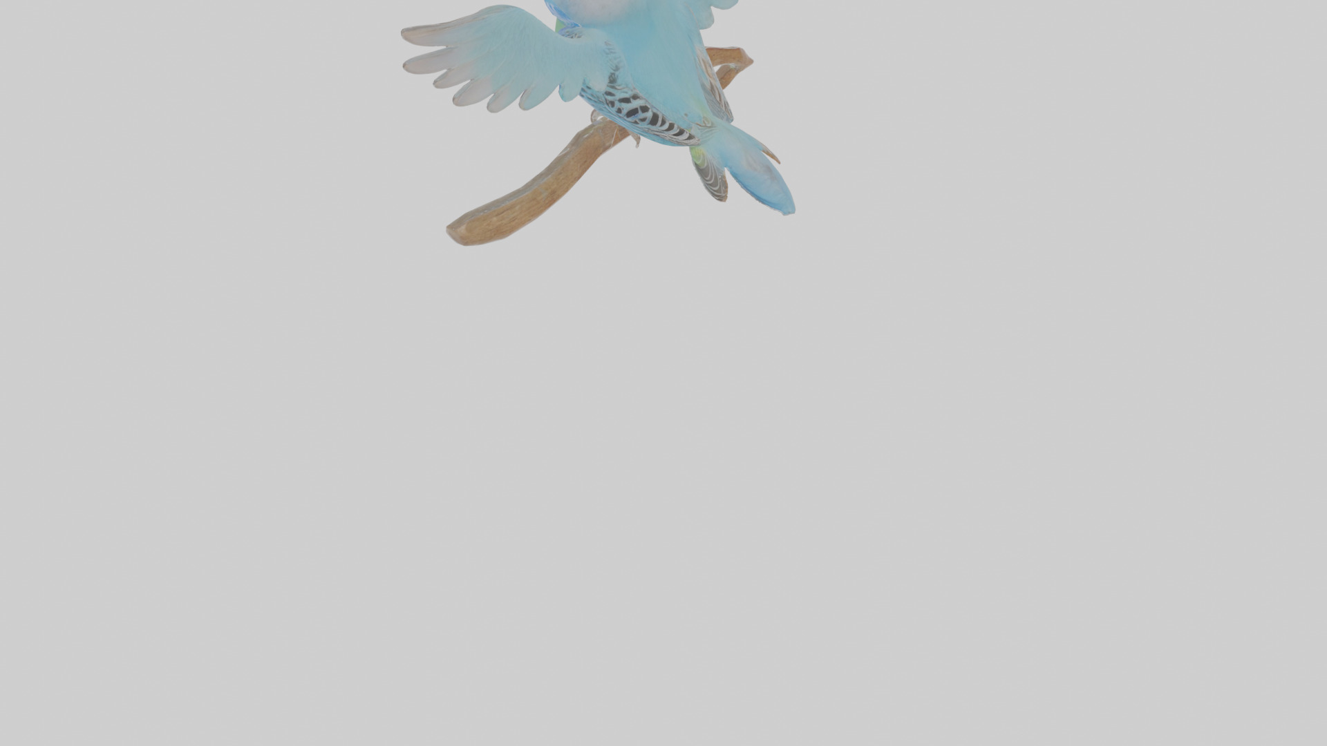 Cartoon Budgerigar Low-poly 3D model_6