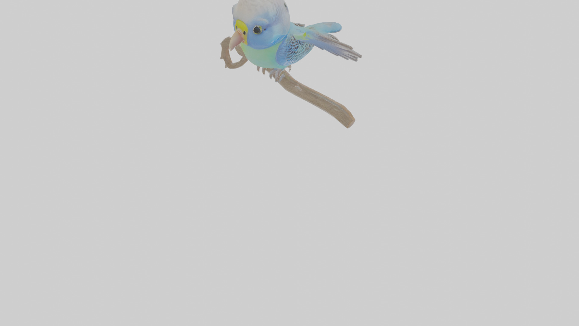Cartoon Budgerigar Low-poly 3D model_9