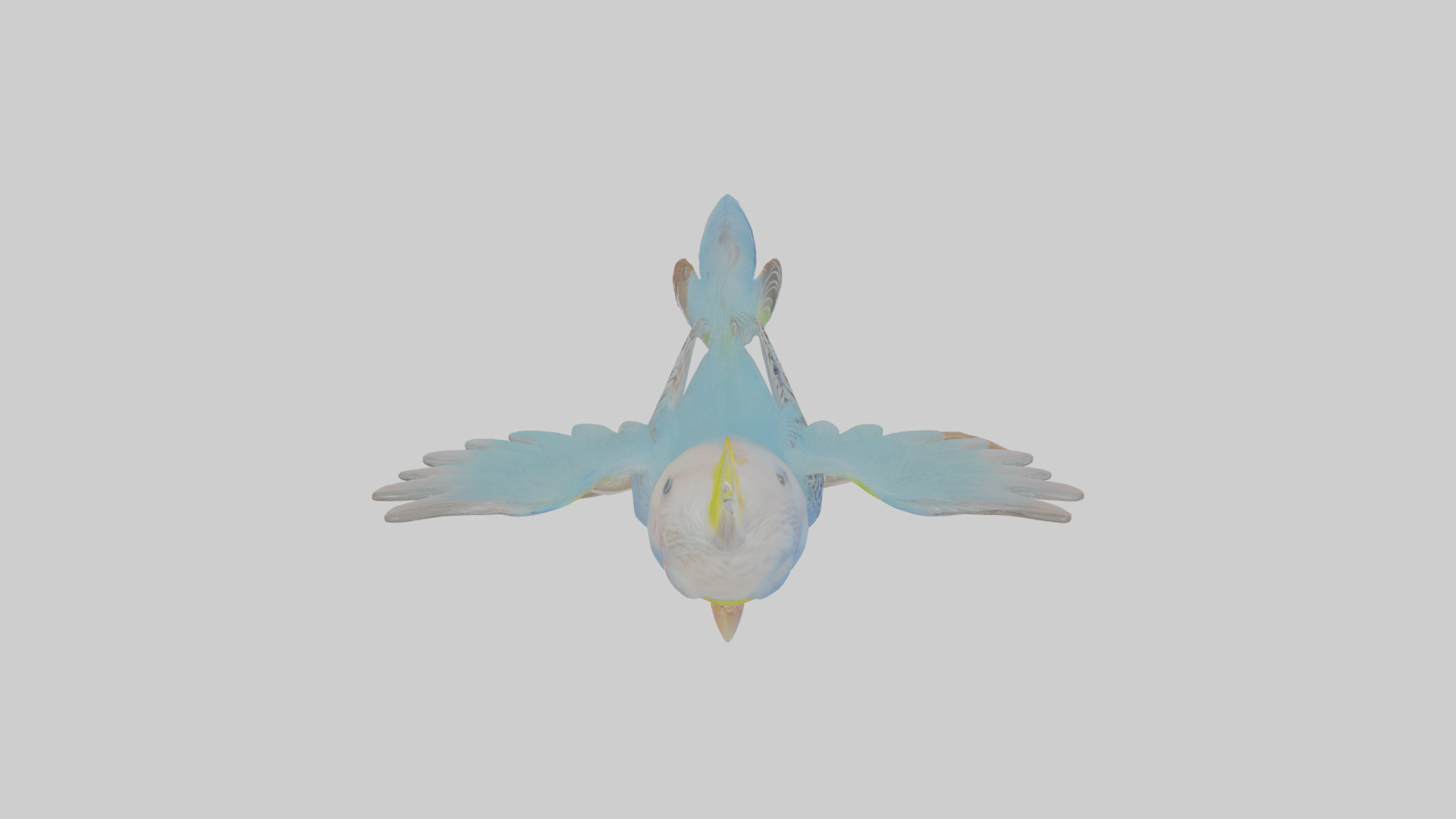 Cartoon Budgerigar Low-poly 3D model_22