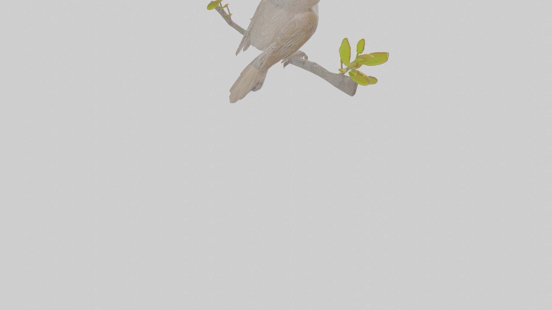 Cartoon Bulbul Low-poly 3D model_6
