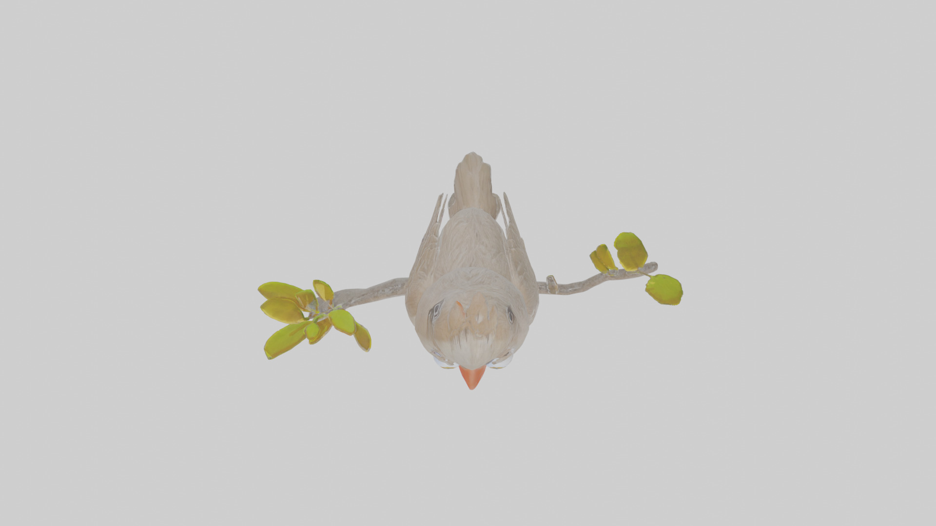 Cartoon Bulbul Low-poly 3D model_23