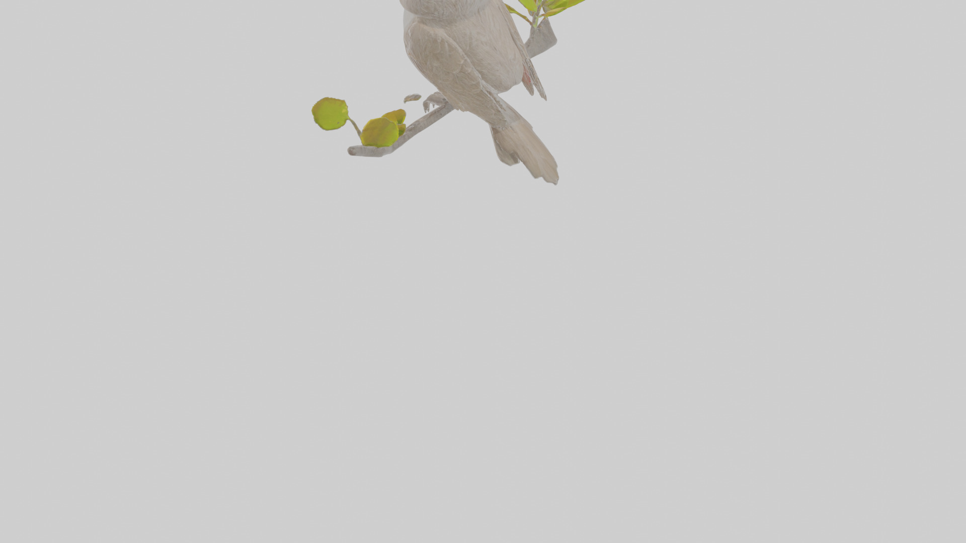 Cartoon Bulbul Low-poly 3D model_5