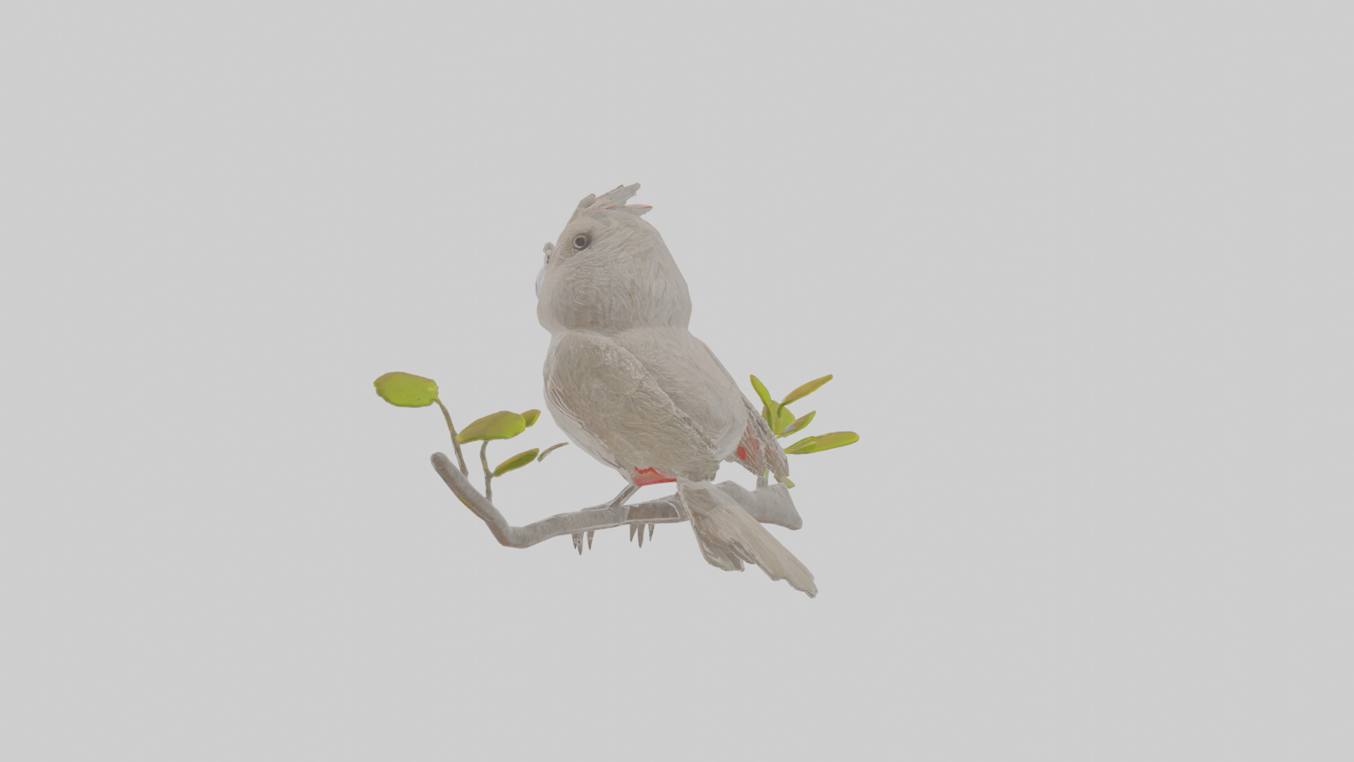 Cartoon Bulbul Low-poly 3D model_2