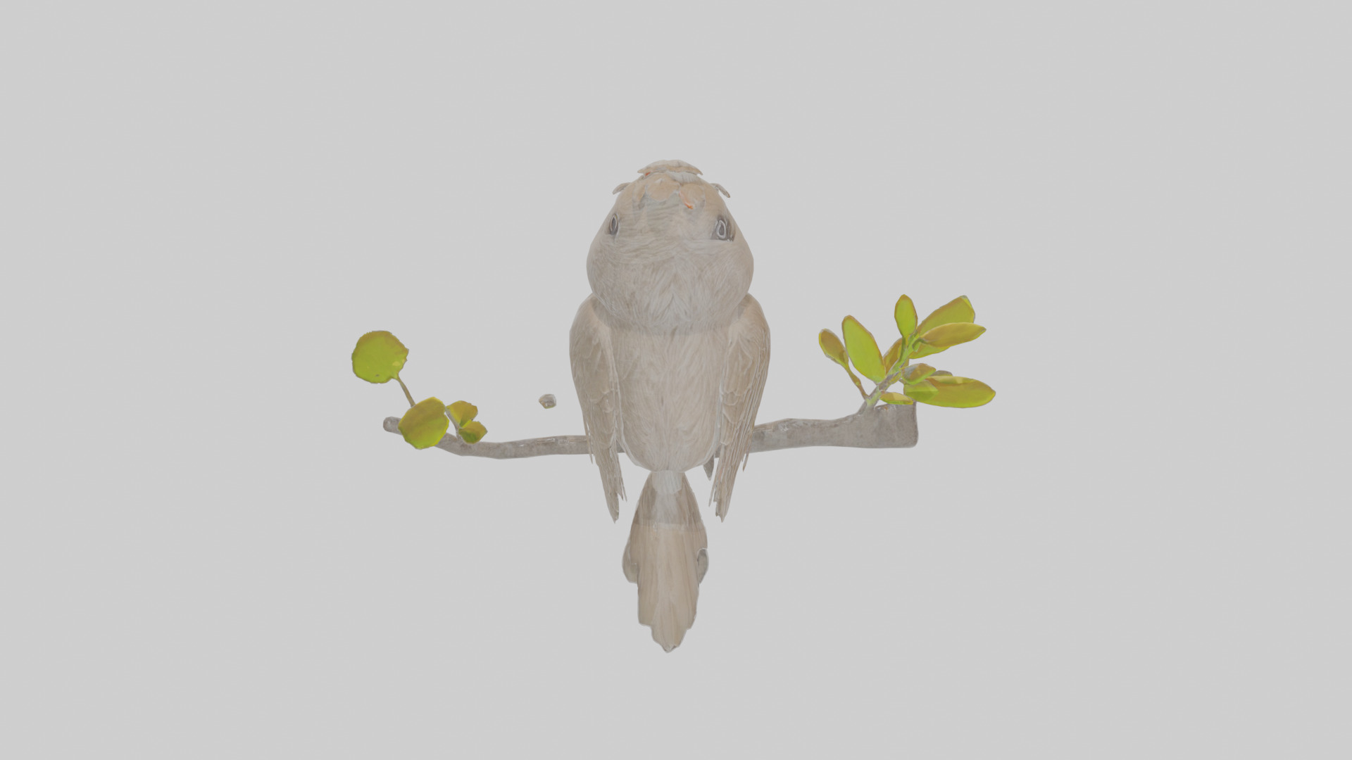 Cartoon Bulbul Low-poly 3D model_24