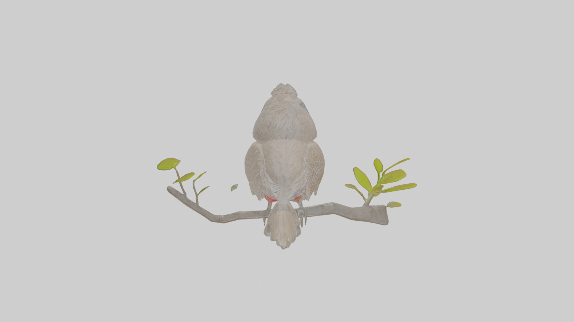 Cartoon Bulbul Low-poly 3D model_1