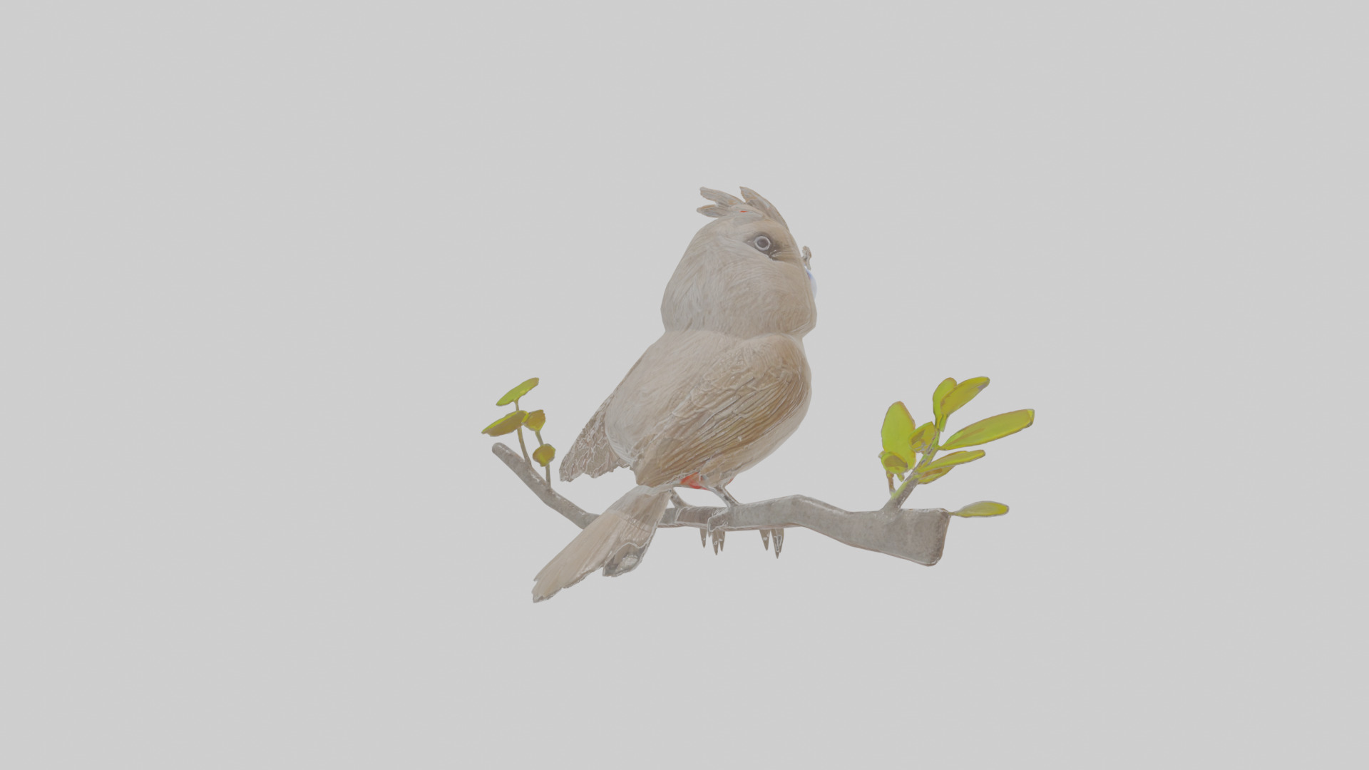 Cartoon Bulbul Low-poly 3D model_4