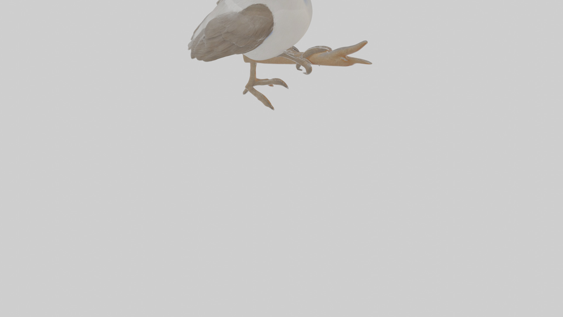 Cartoon Butcherbird Low-poly 3D model_7