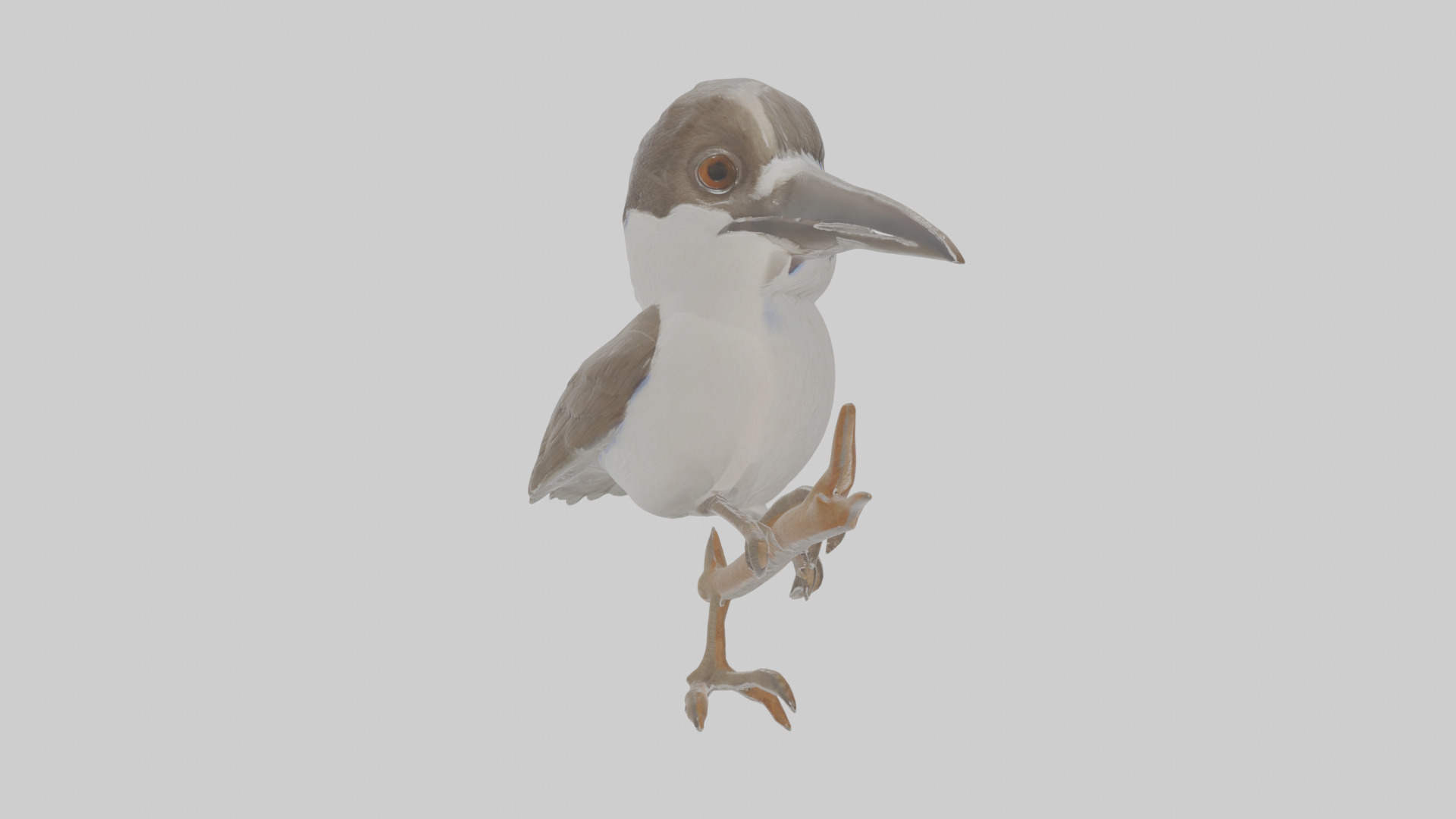 Cartoon Butcherbird Low-poly 3D model_20
