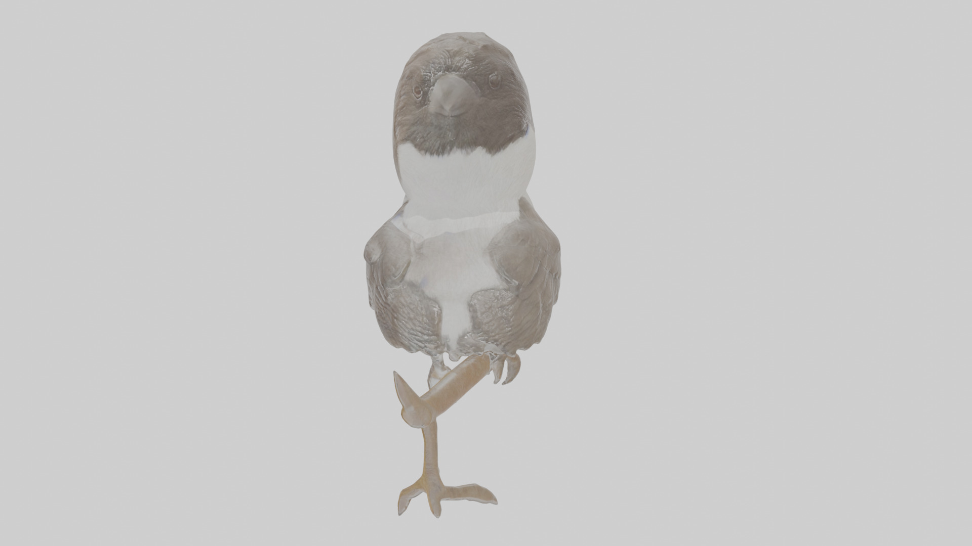 Cartoon Butcherbird Low-poly 3D model_2