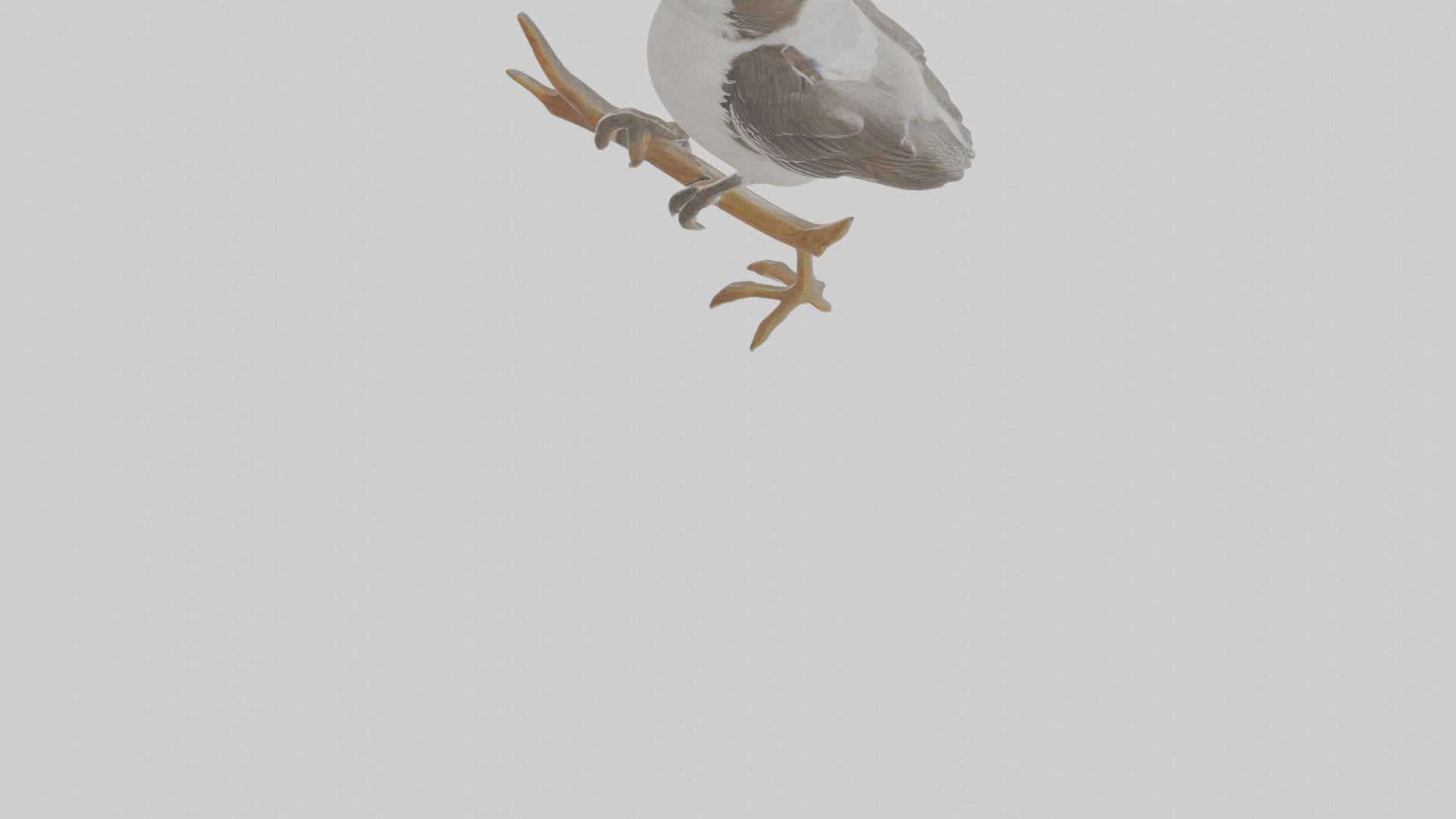 Cartoon Butcherbird Low-poly 3D model_9