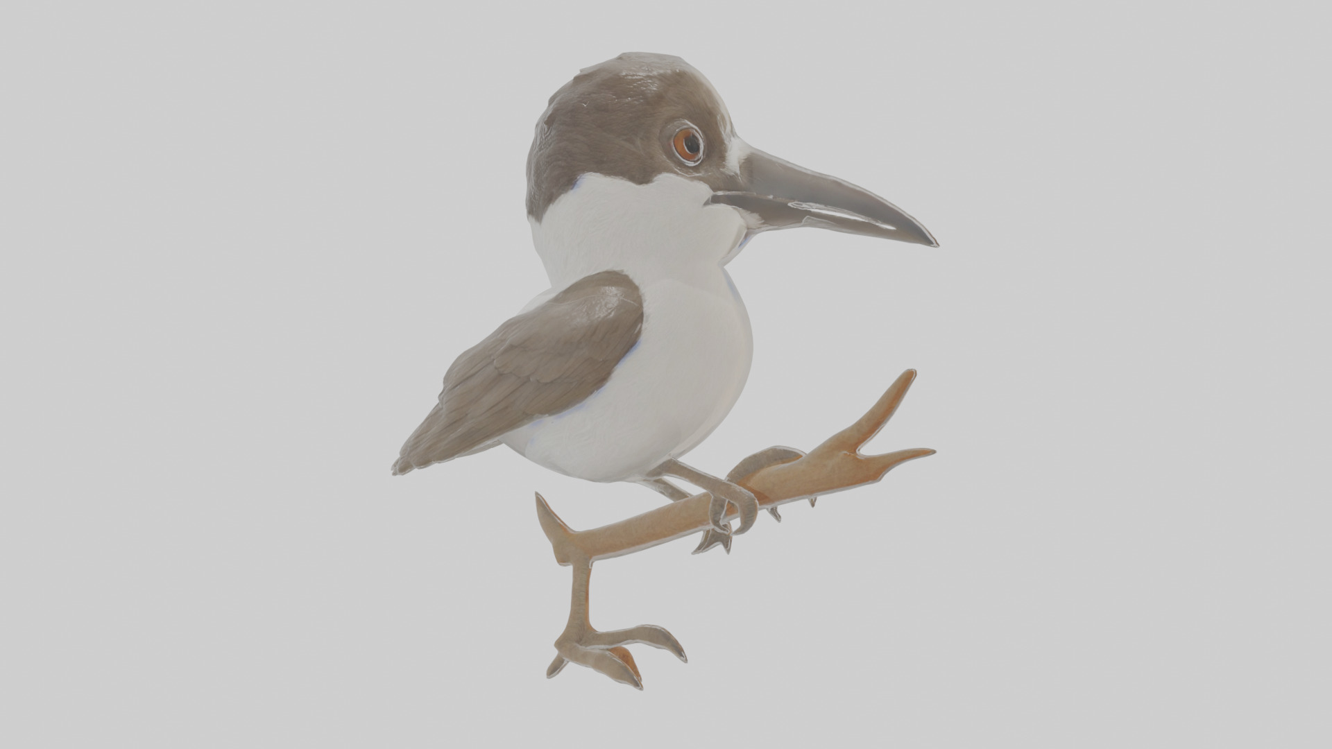 Cartoon Butcherbird Low-poly 3D model_4