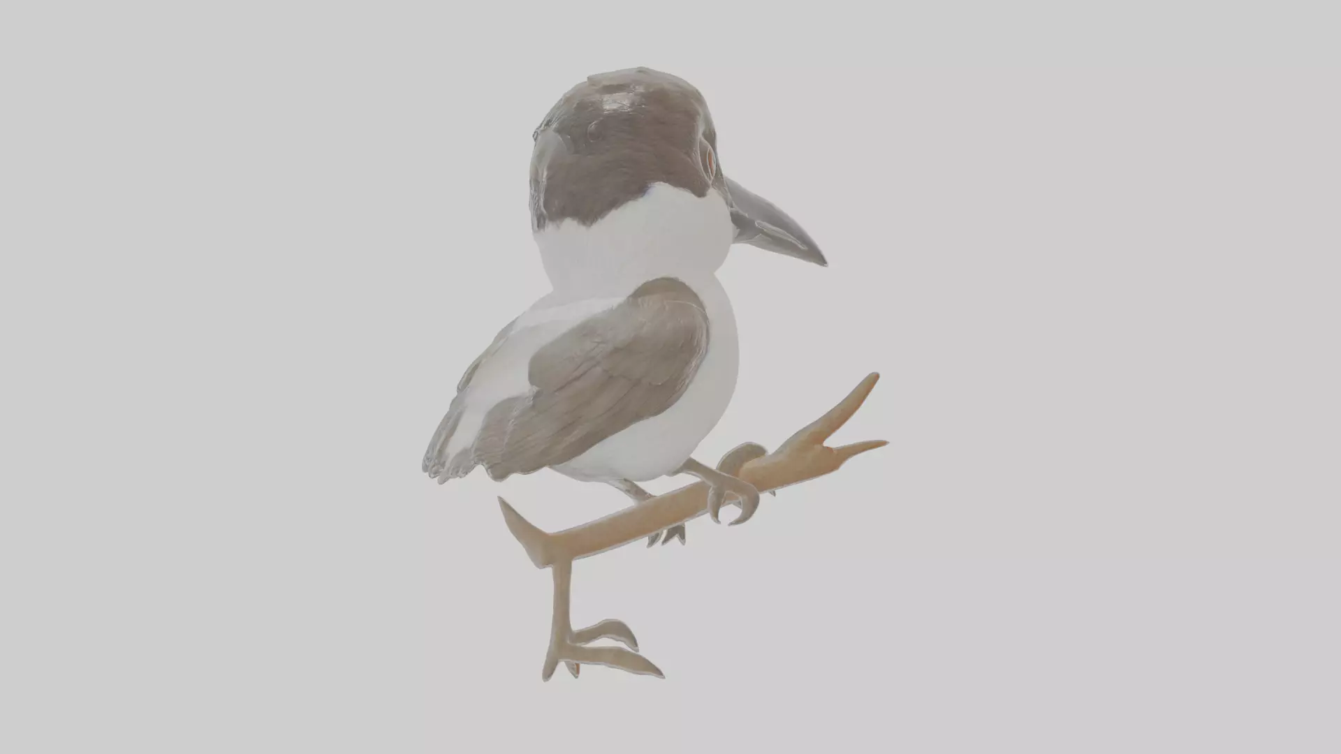 Cartoon Butcherbird Low-poly 3D model_0