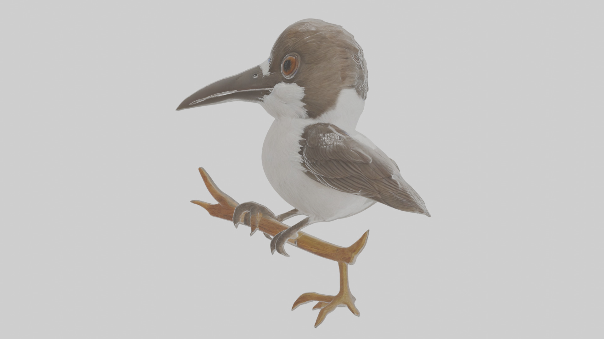 Cartoon Butcherbird Low-poly 3D model_14