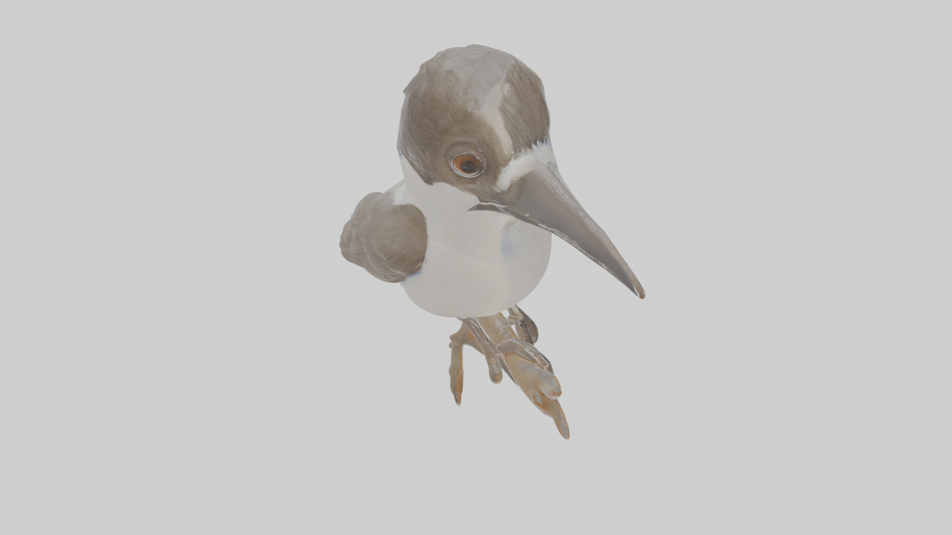 Cartoon Butcherbird Low-poly 3D model_28