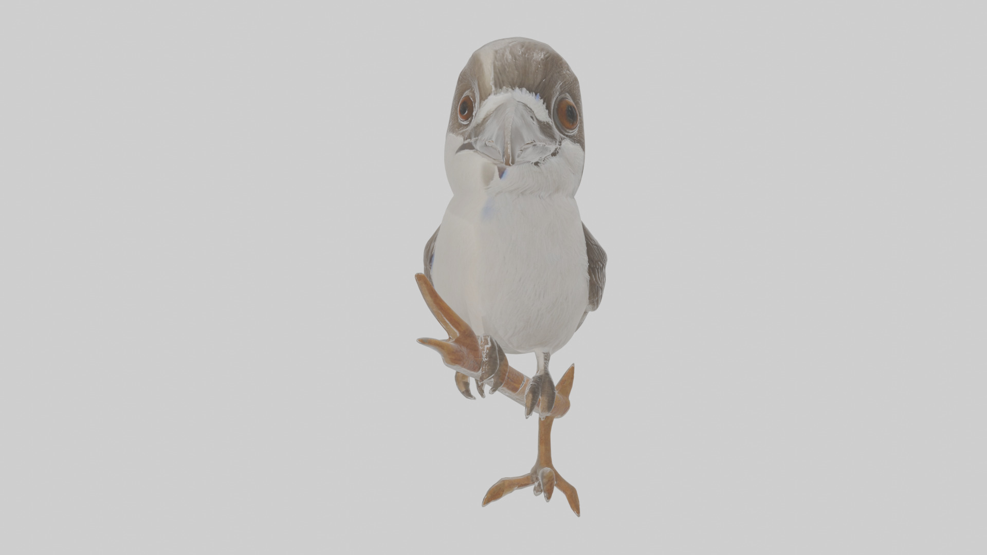 Cartoon Butcherbird Low-poly 3D model_18