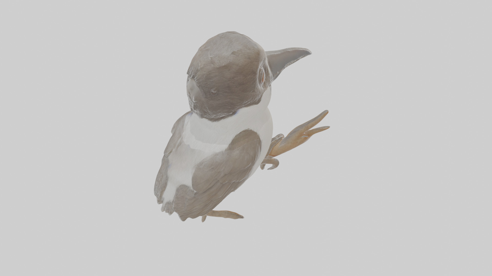 Cartoon Butcherbird Low-poly 3D model_23