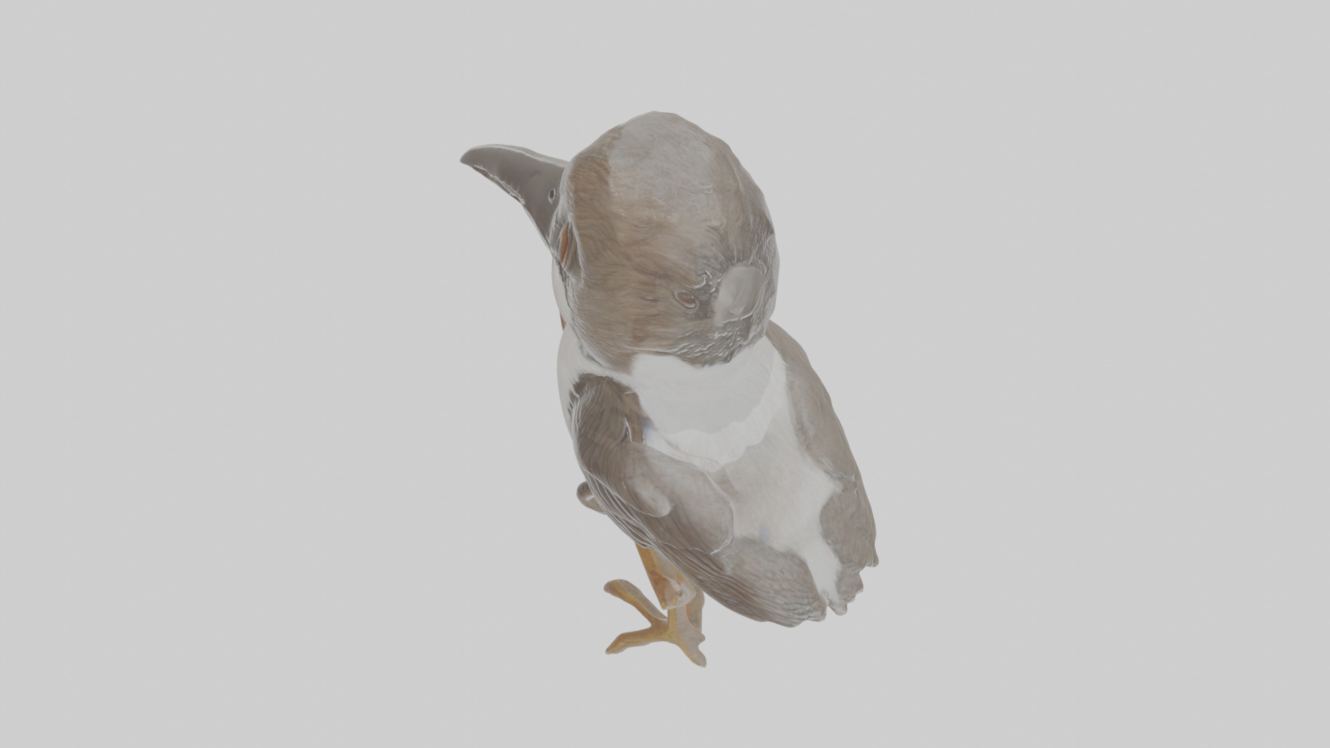 Cartoon Butcherbird Low-poly 3D model_26