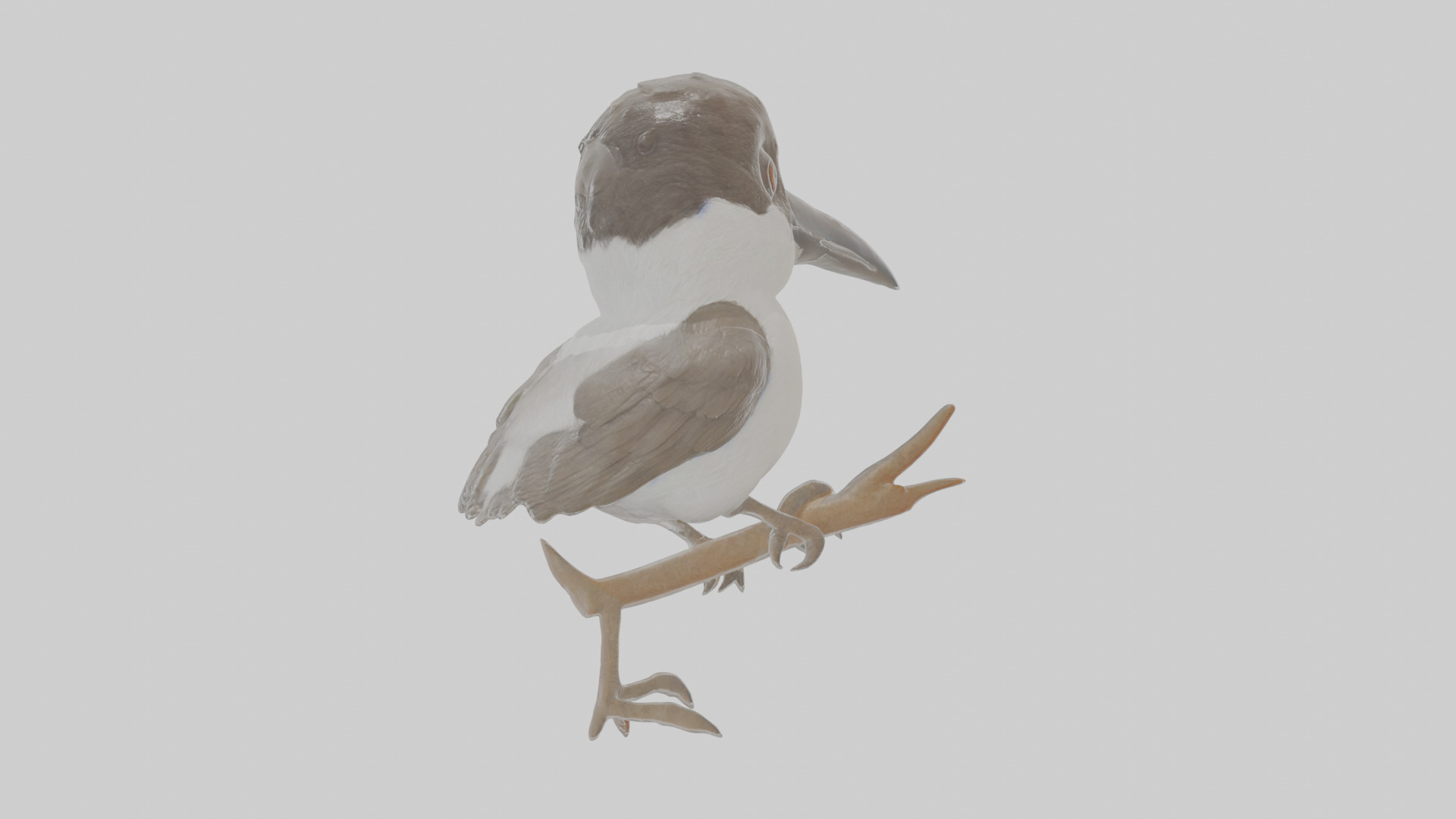 Cartoon Butcherbird Low-poly 3D model_1