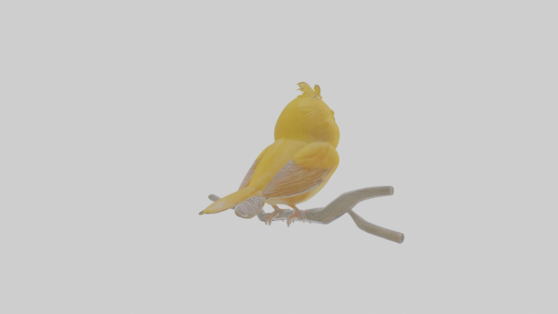 Cartoon Canary Low-poly 3D model_4