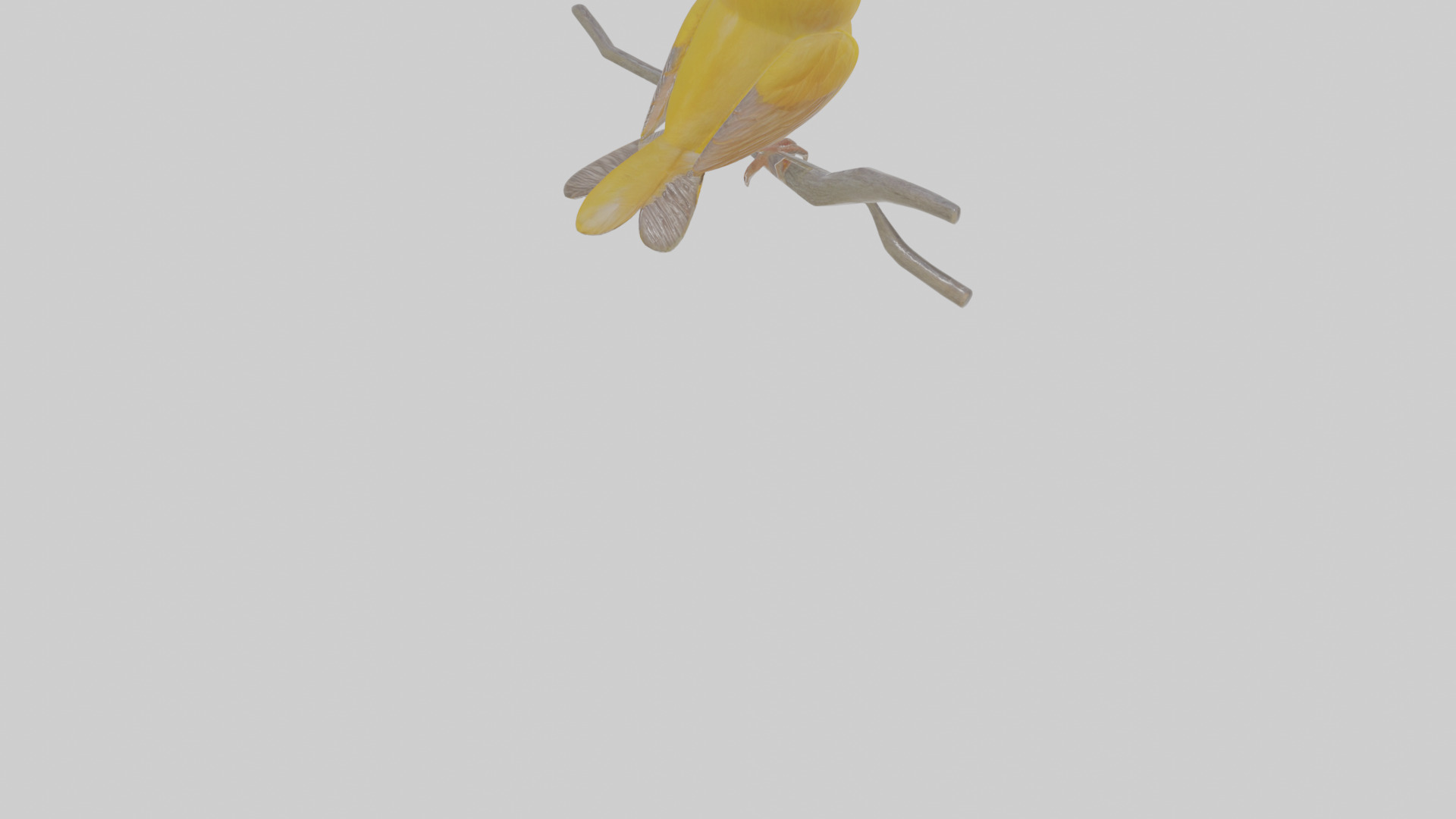 Cartoon Canary Low-poly 3D model_8