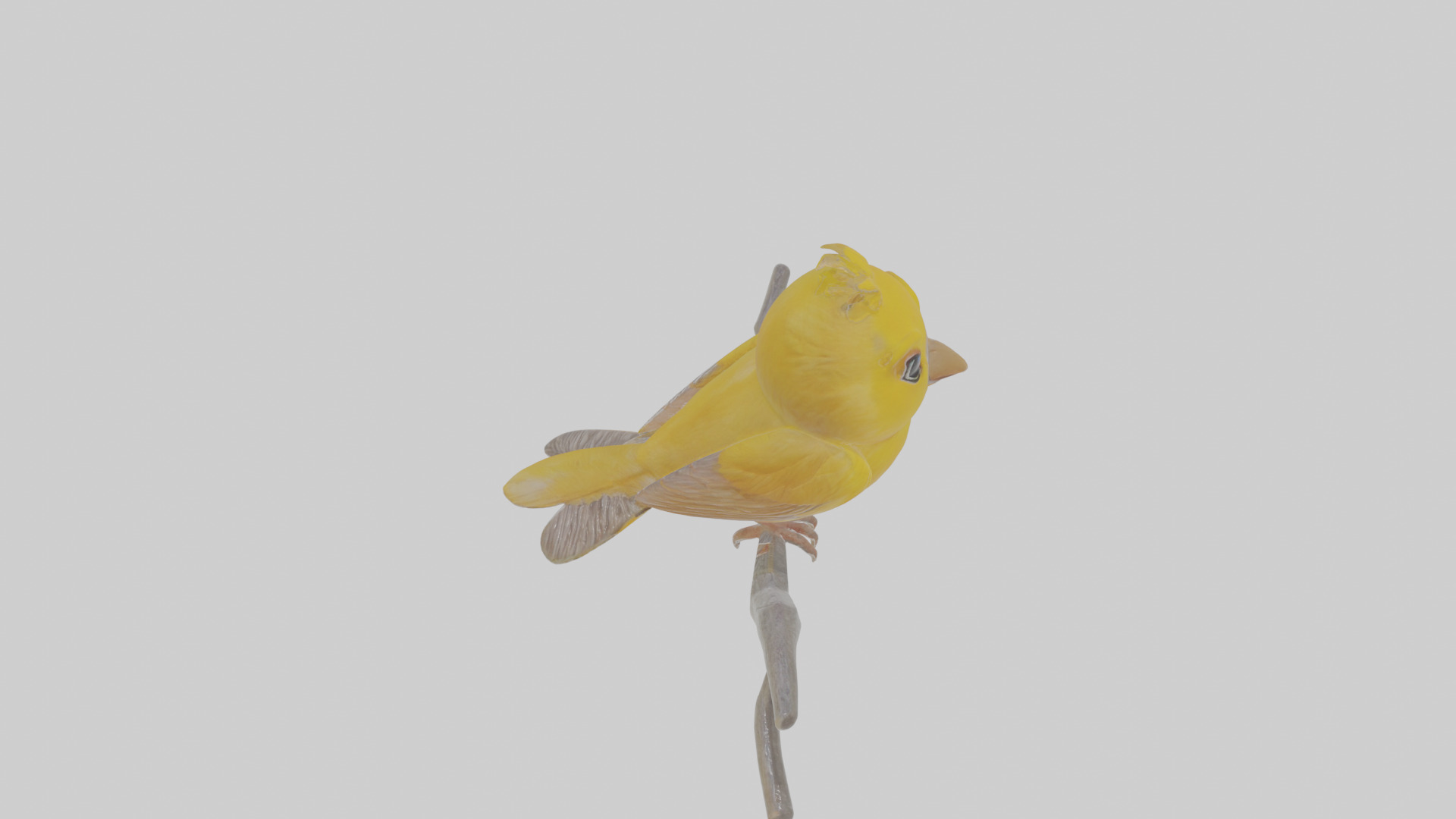 Cartoon Canary Low-poly 3D model_27