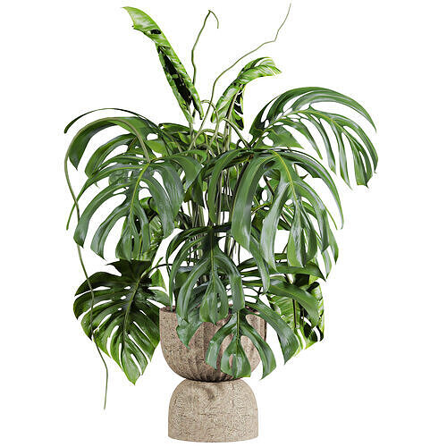 monstera potted plant 3D model