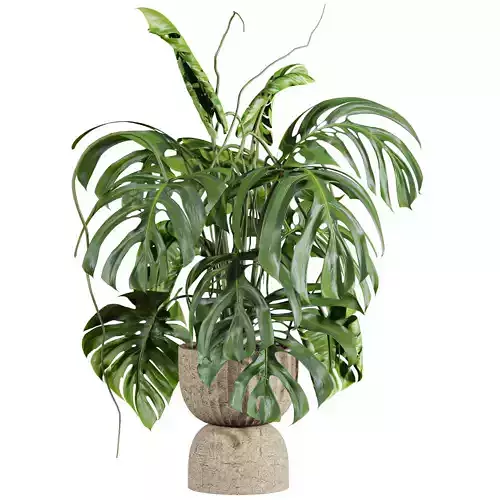 monstera potted plant