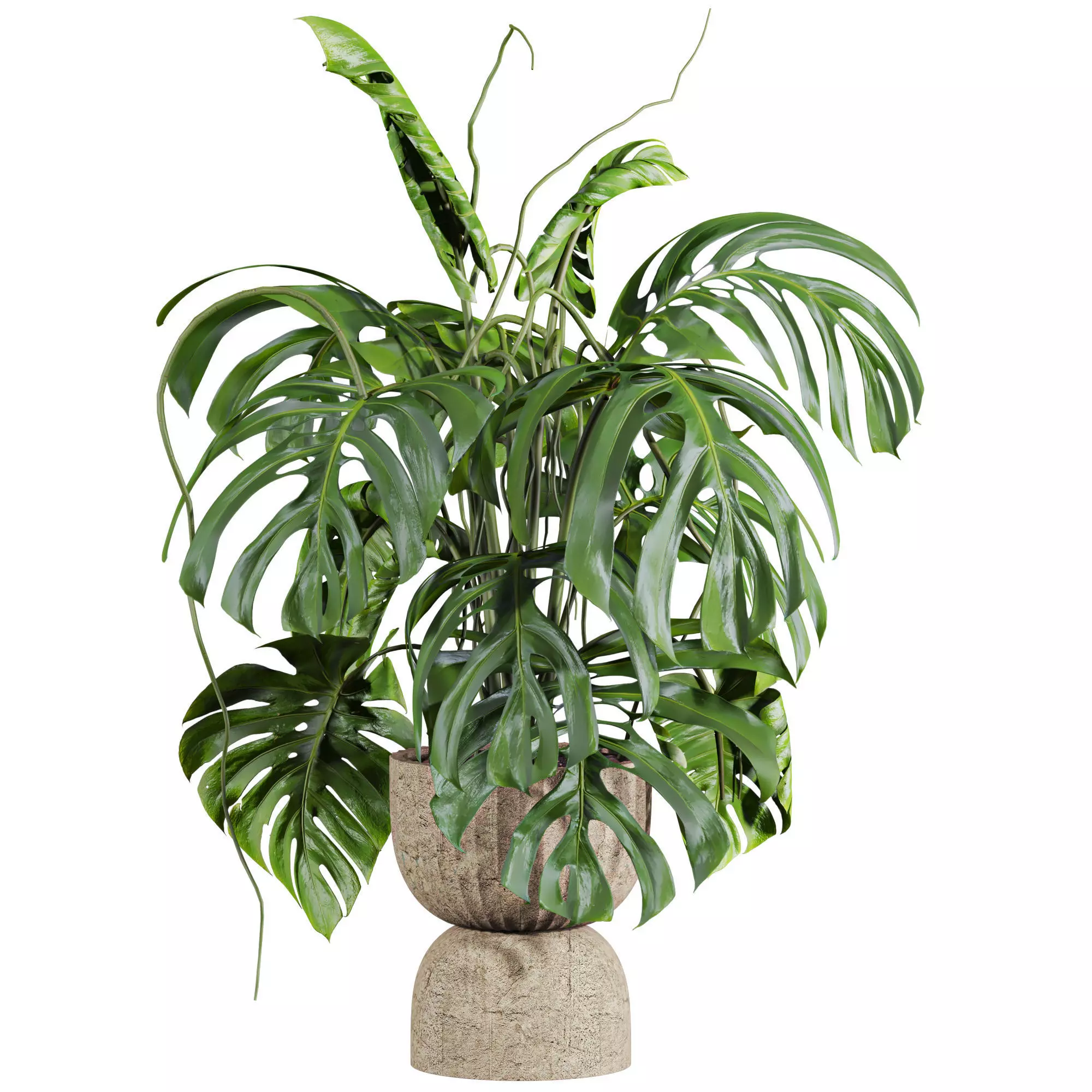 monstera potted plant 3D model_0