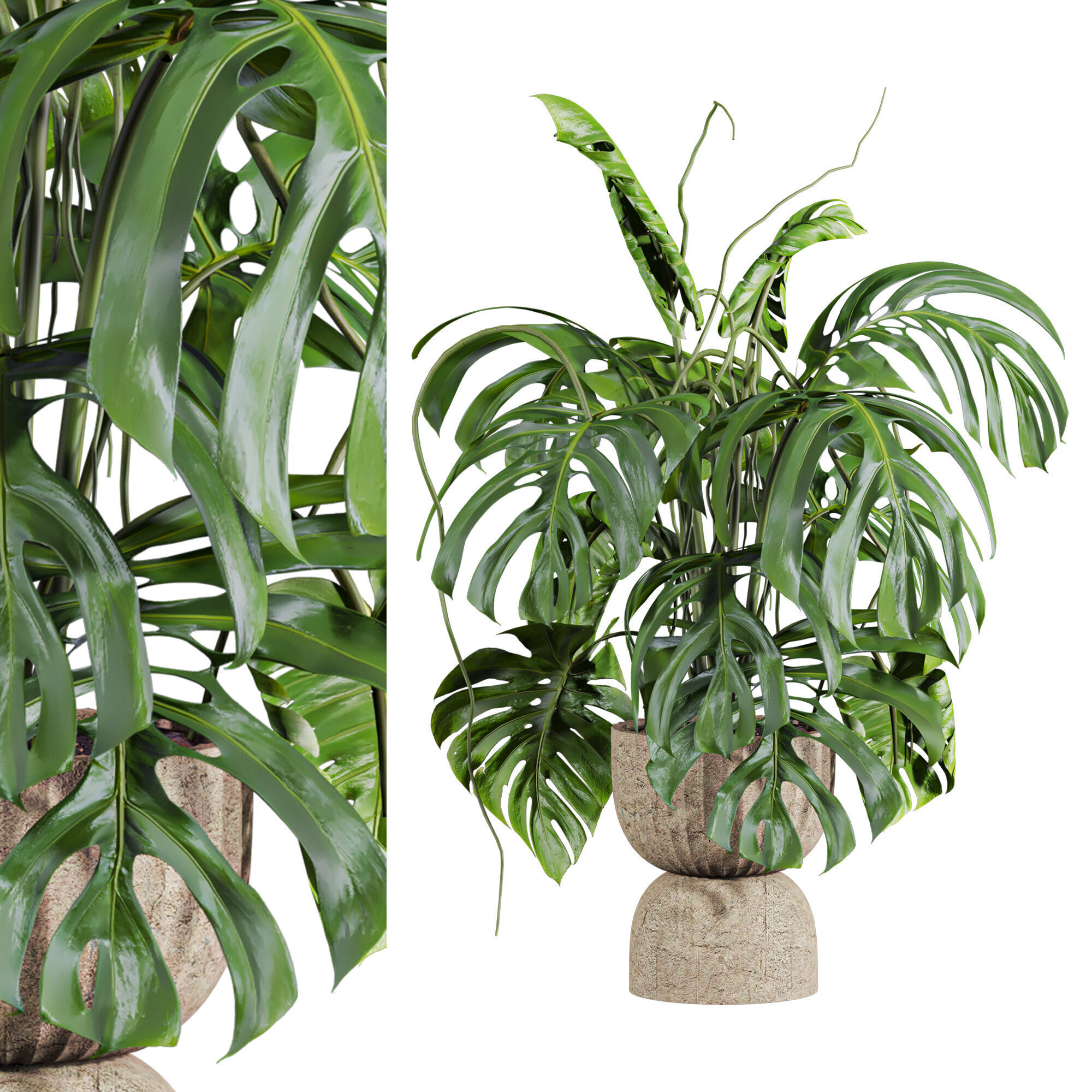 monstera potted plant 3D model_1