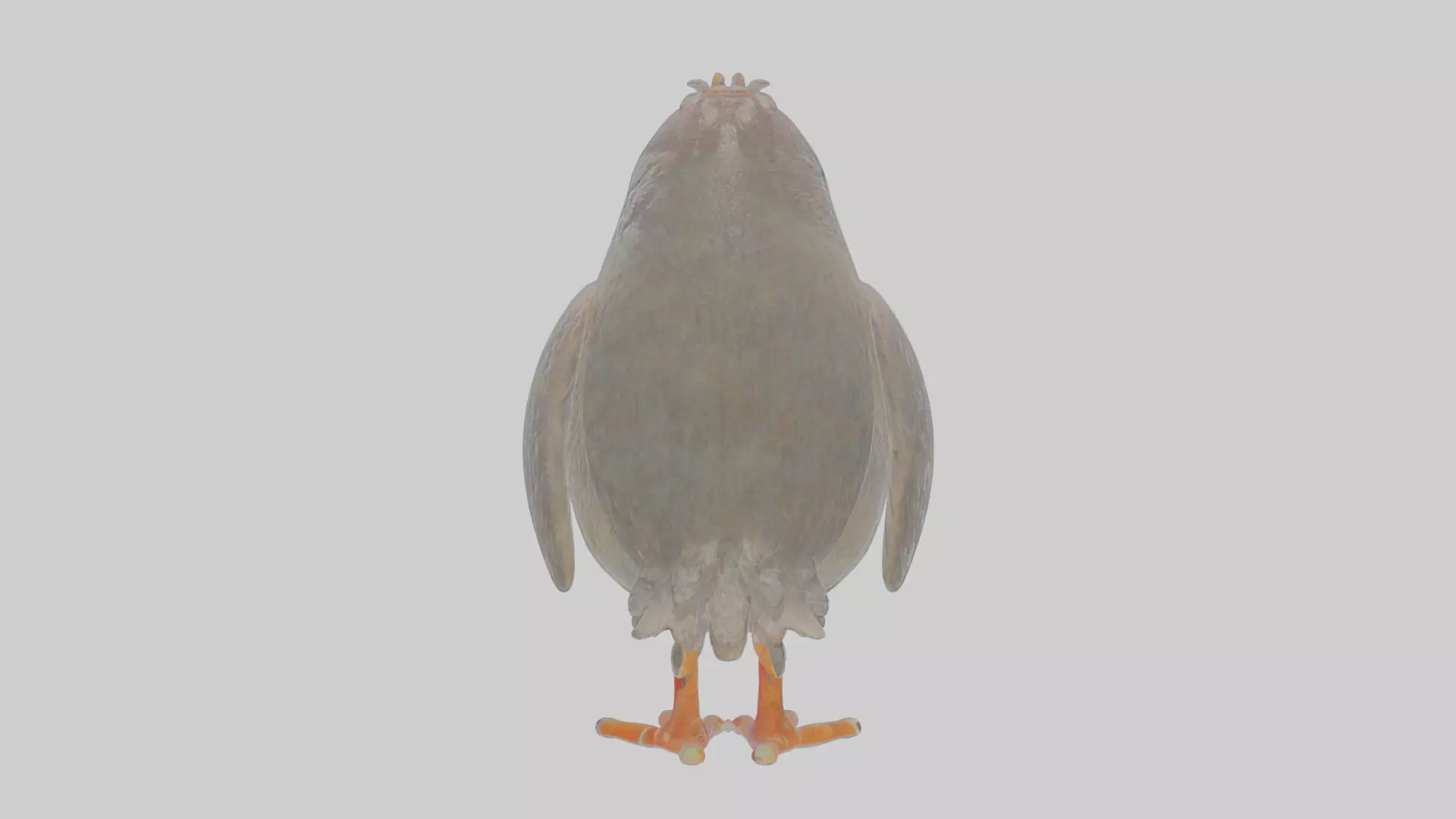 Cartoon Chough Low-poly 3D model_0