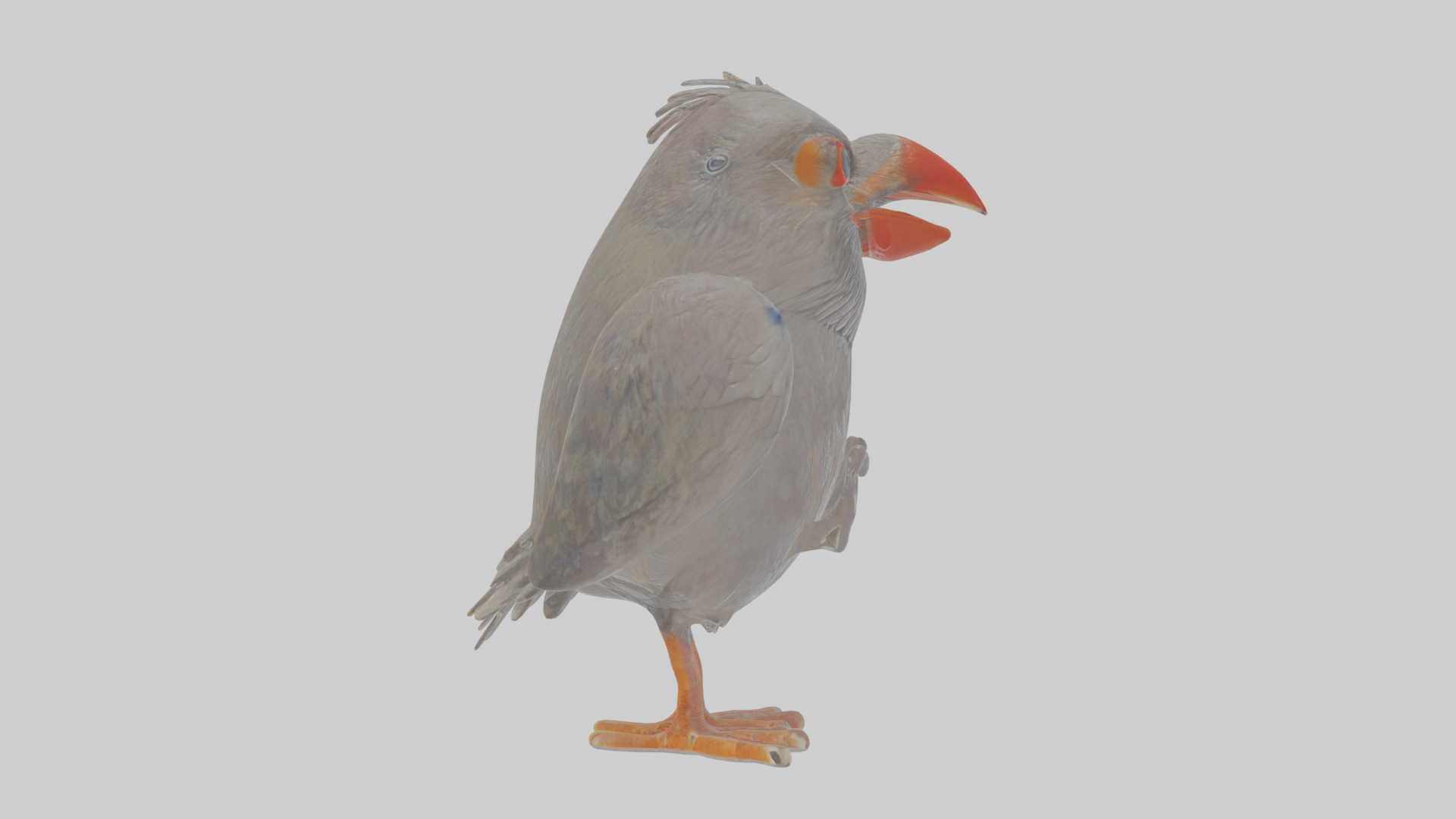 Cartoon Chough Low-poly 3D model_19