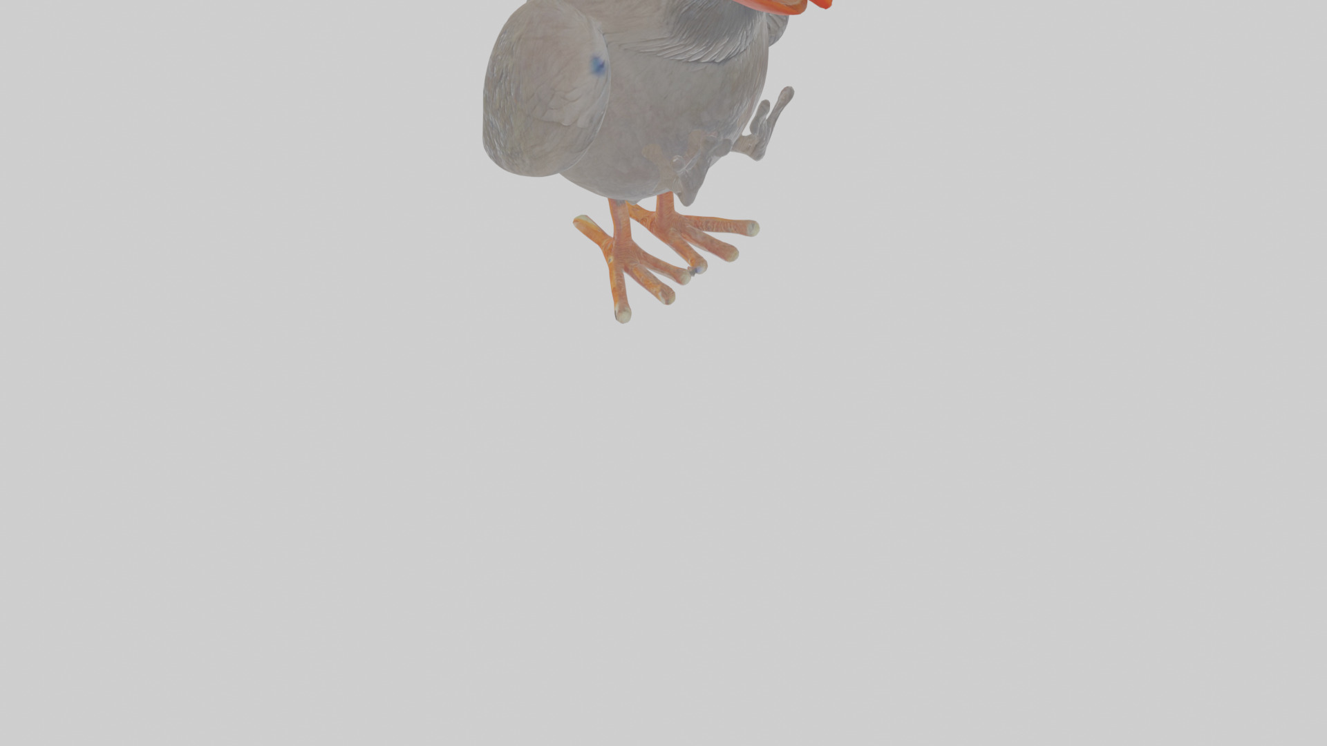 Cartoon Chough Low-poly 3D model_8