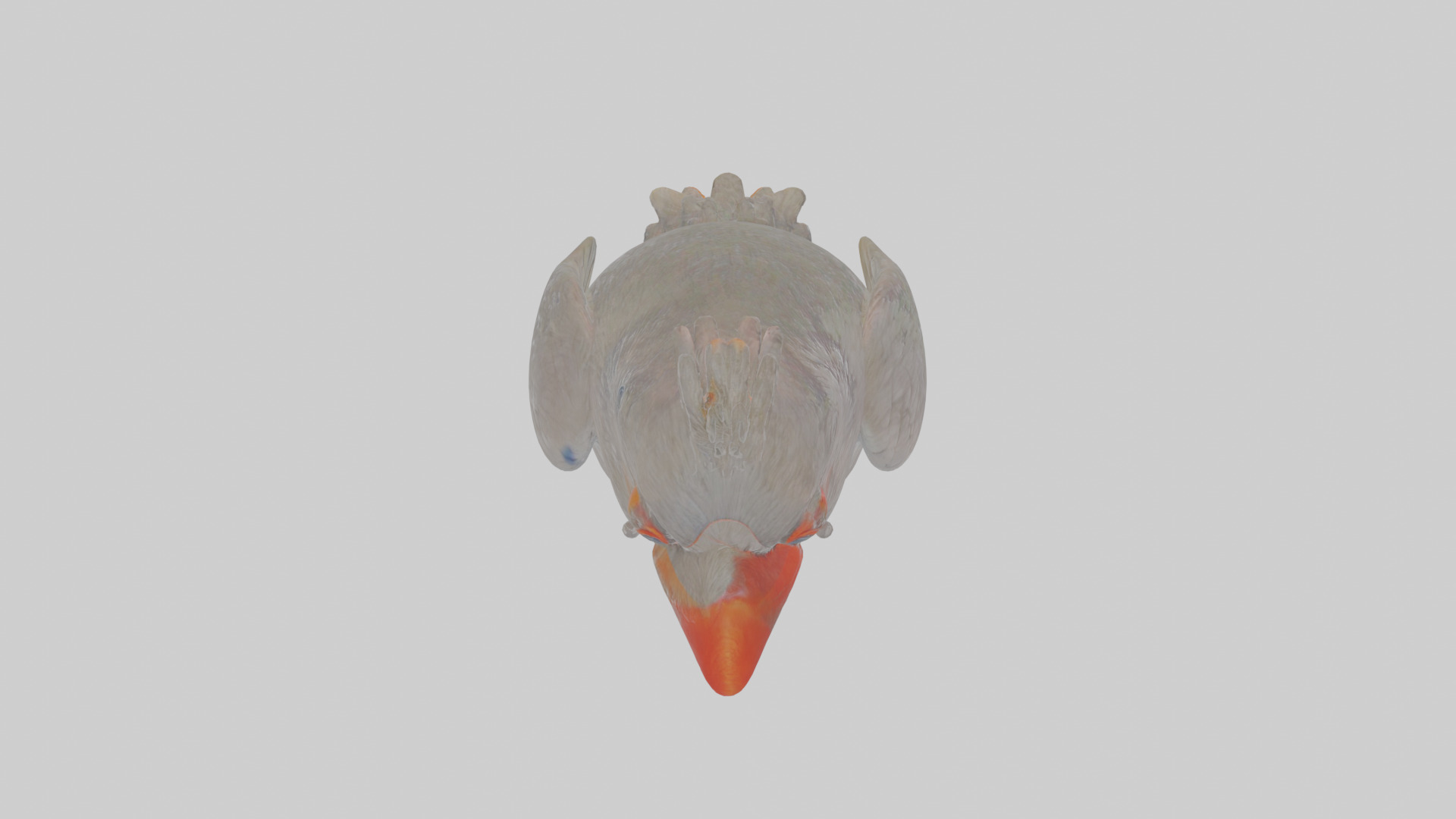 Cartoon Chough Low-poly 3D model_21