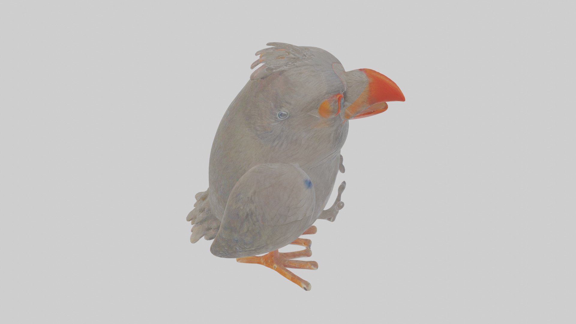 Cartoon Chough Low-poly 3D model_28