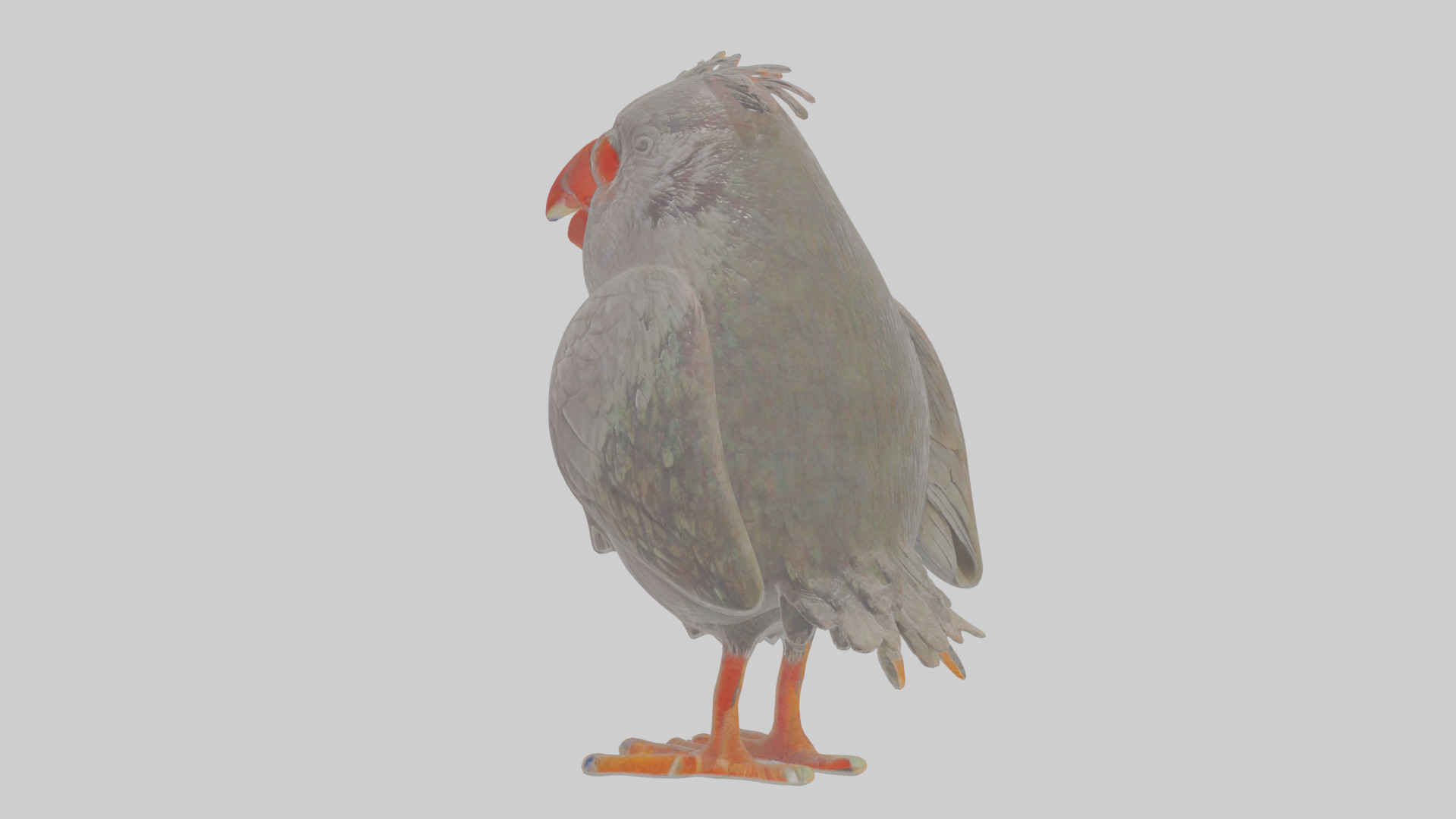 Cartoon Chough Low-poly 3D model_1