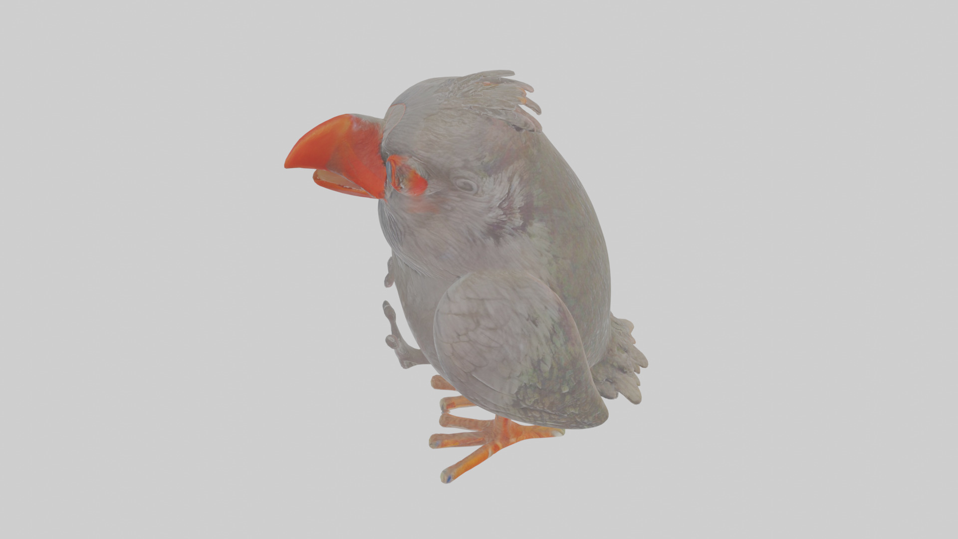 Cartoon Chough Low-poly 3D model_26
