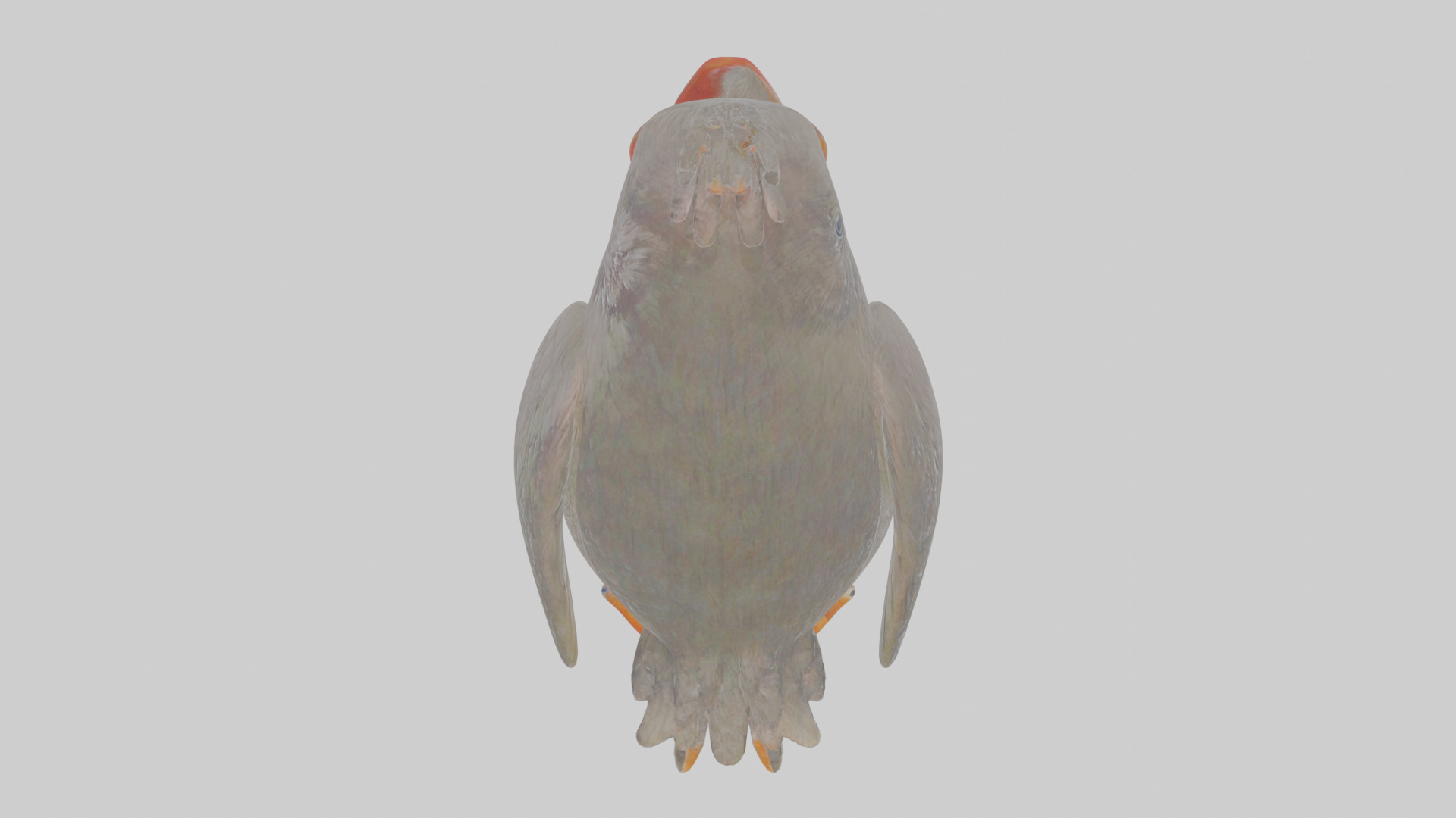 Cartoon Chough Low-poly 3D model_23