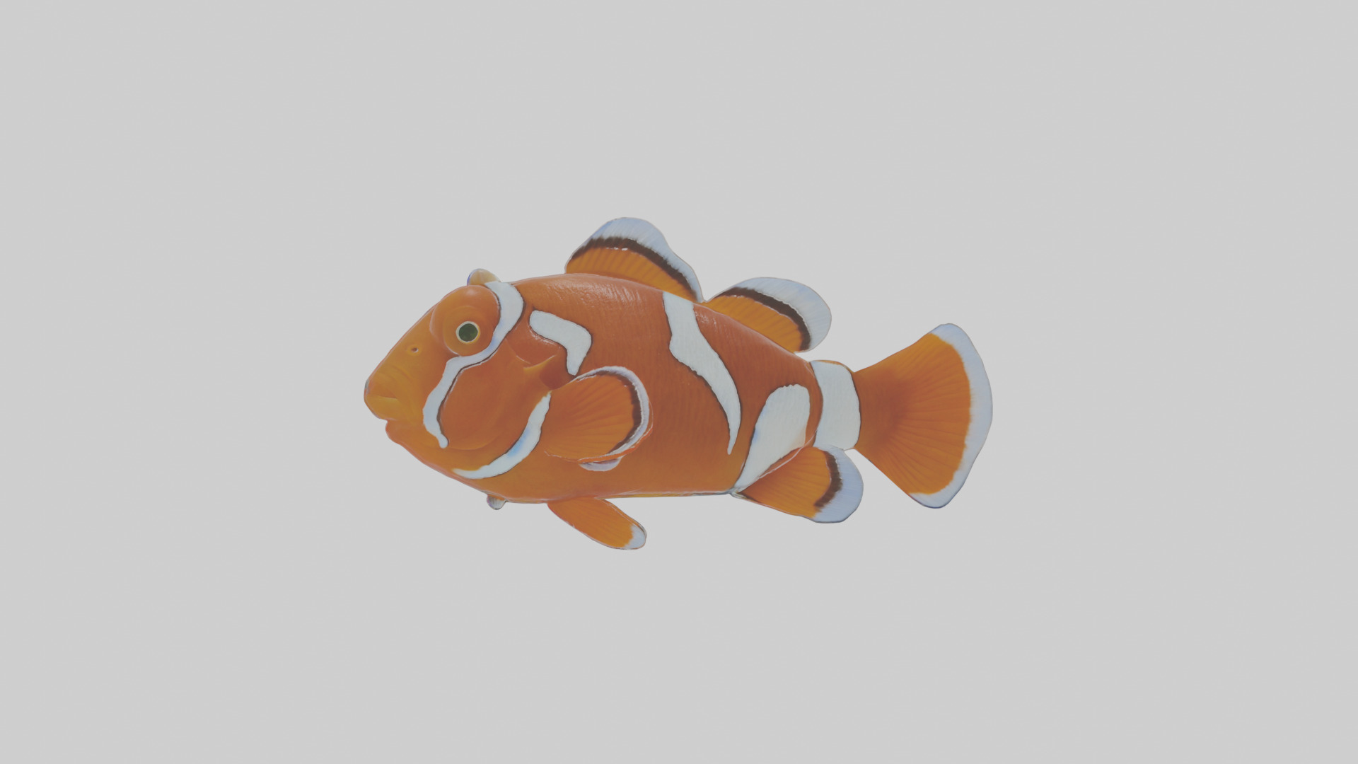 Cartoon Clownfish Low-poly 3D model_11
