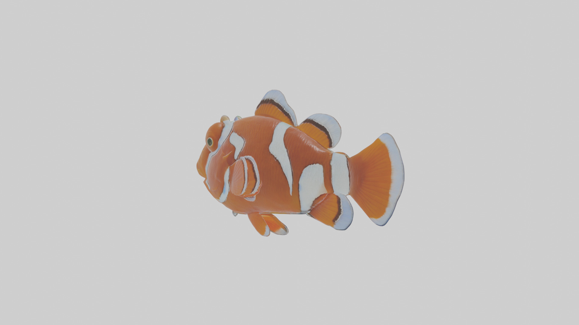 Cartoon Clownfish Low-poly 3D model_14