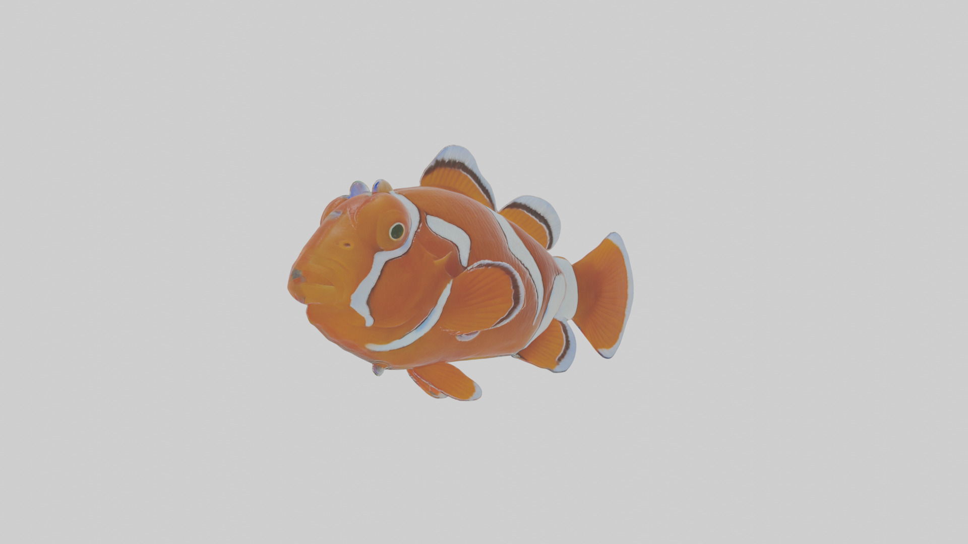 Cartoon Clownfish Low-poly 3D model_16