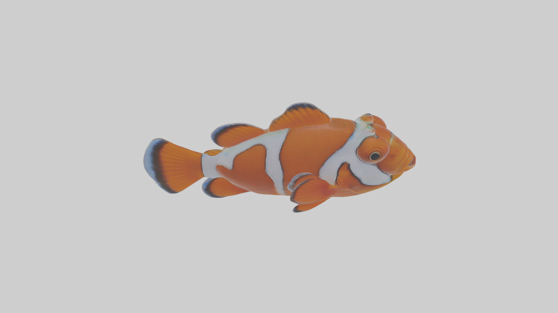 Cartoon Clownfish Low-poly 3D model_23