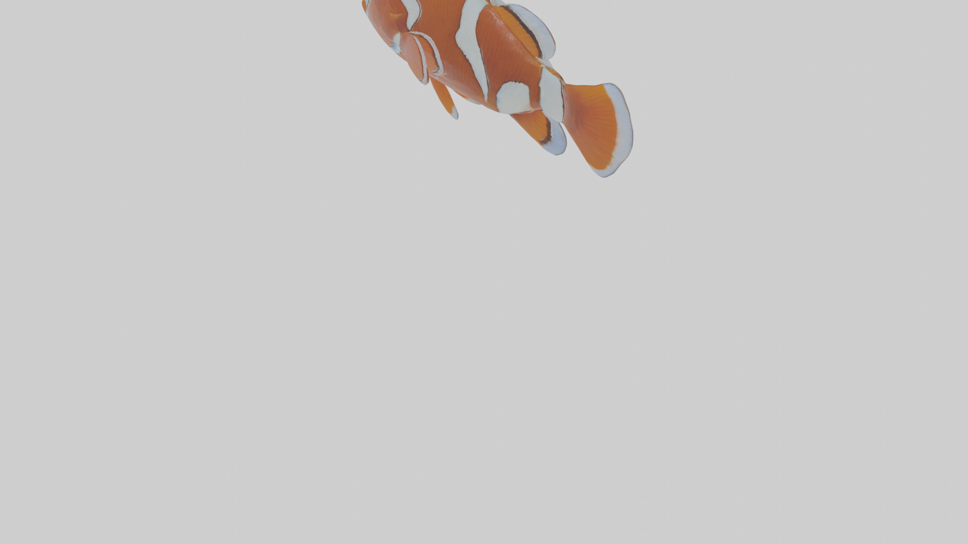 Cartoon Clownfish Low-poly 3D model_7