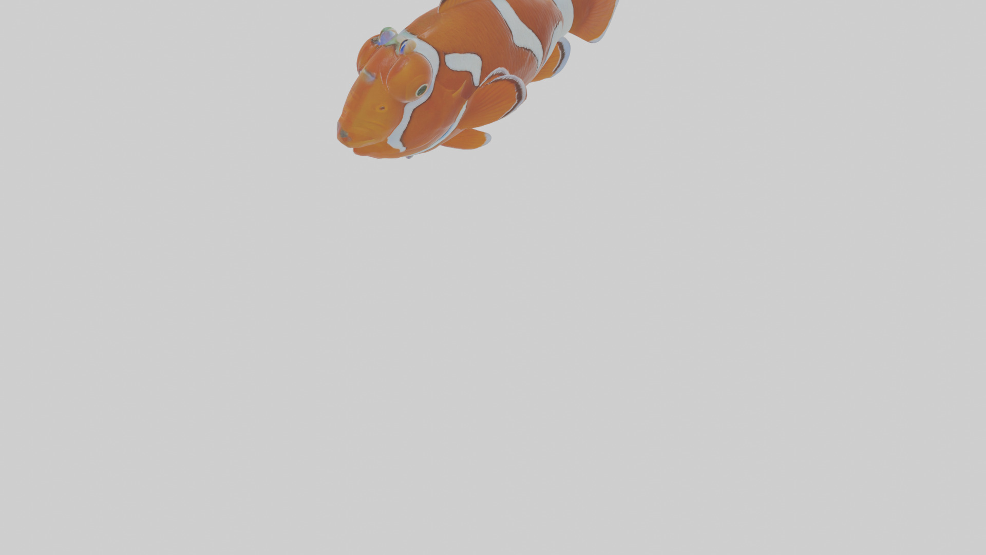 Cartoon Clownfish Low-poly 3D model_8