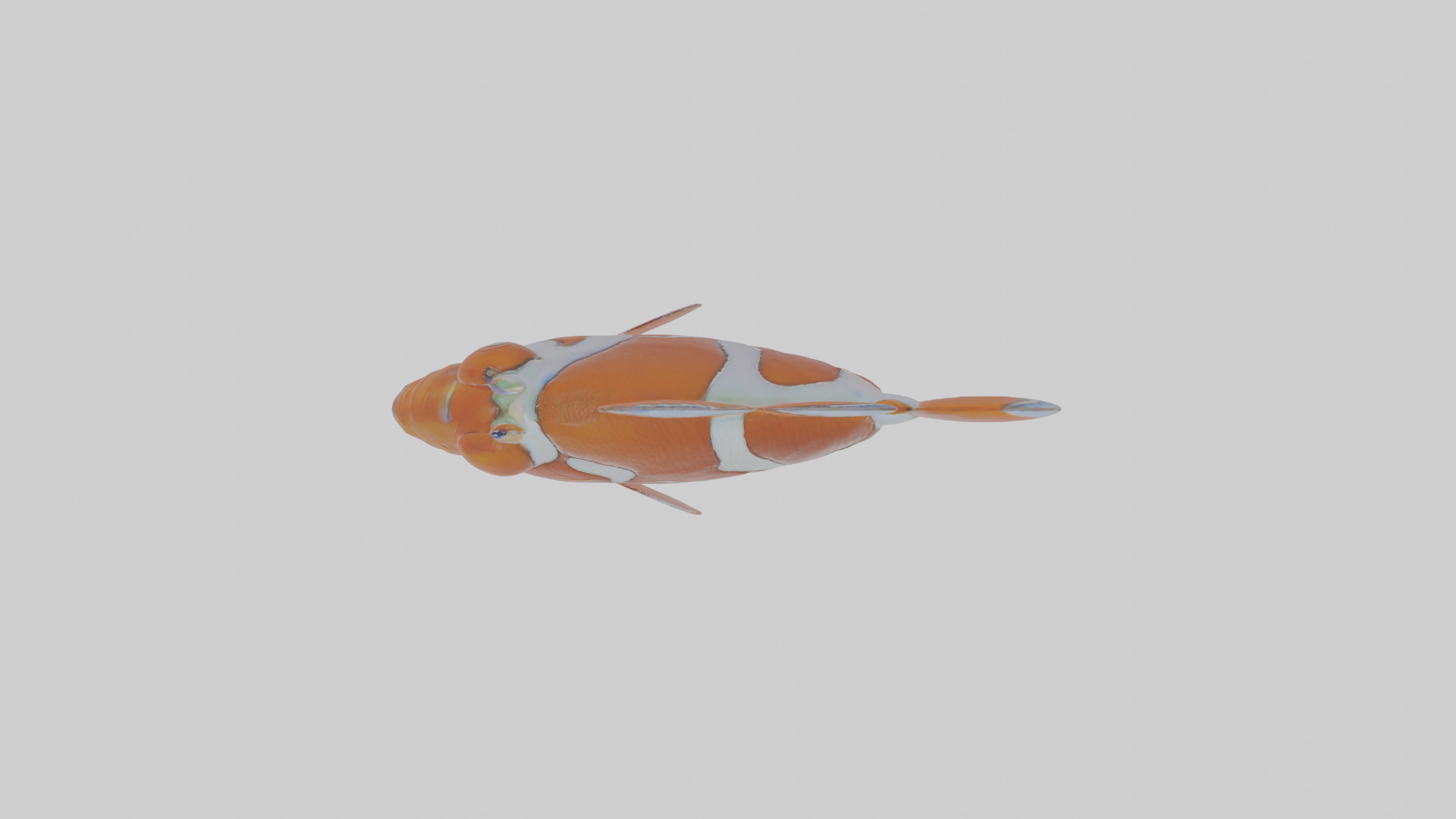 Cartoon Clownfish Low-poly 3D model_20