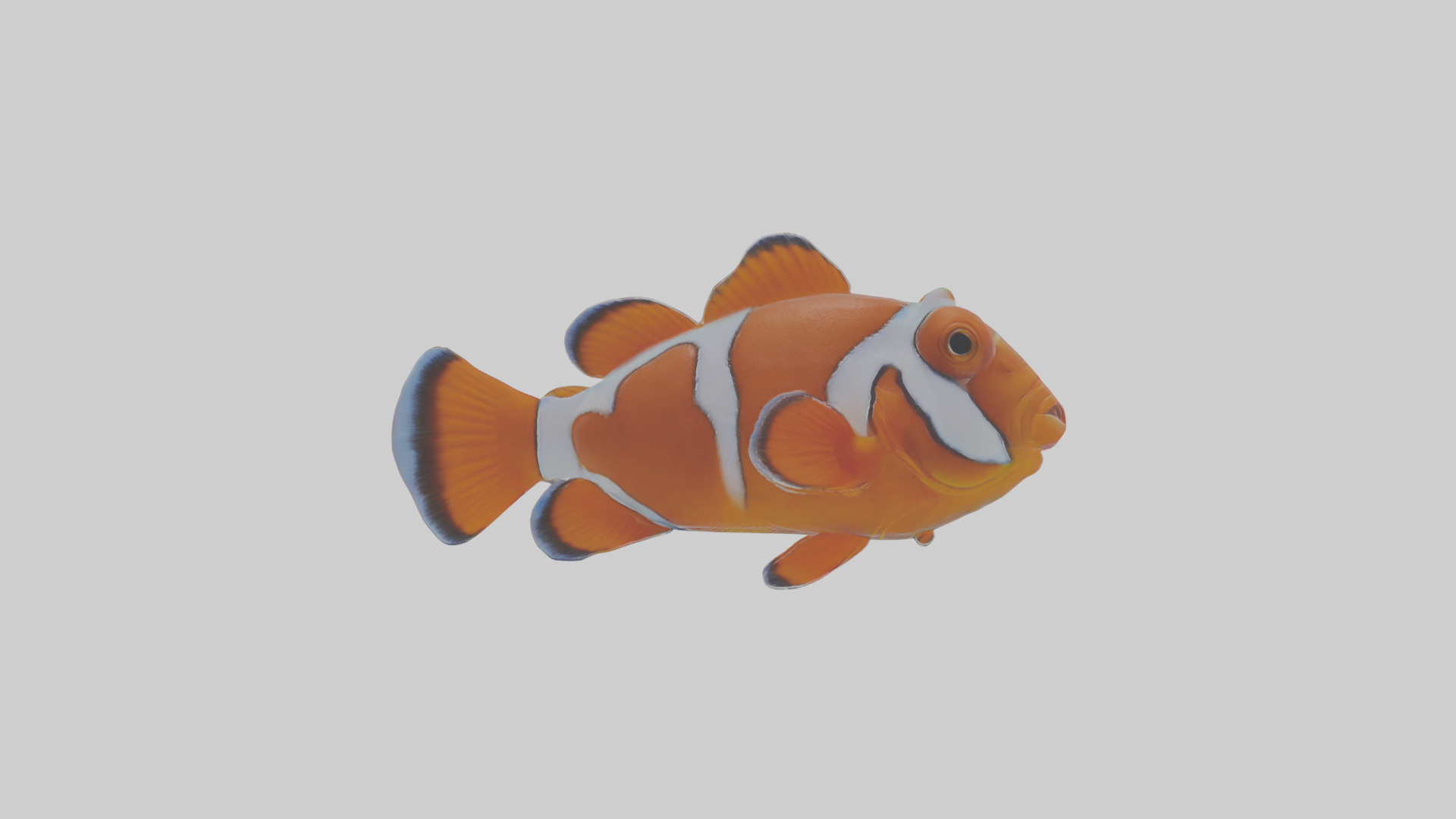 Cartoon Clownfish Low-poly 3D model_1