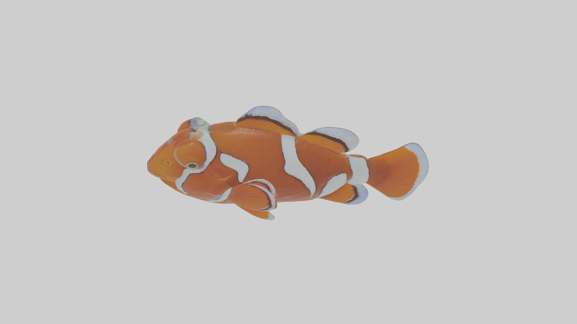 Cartoon Clownfish Low-poly 3D model_25