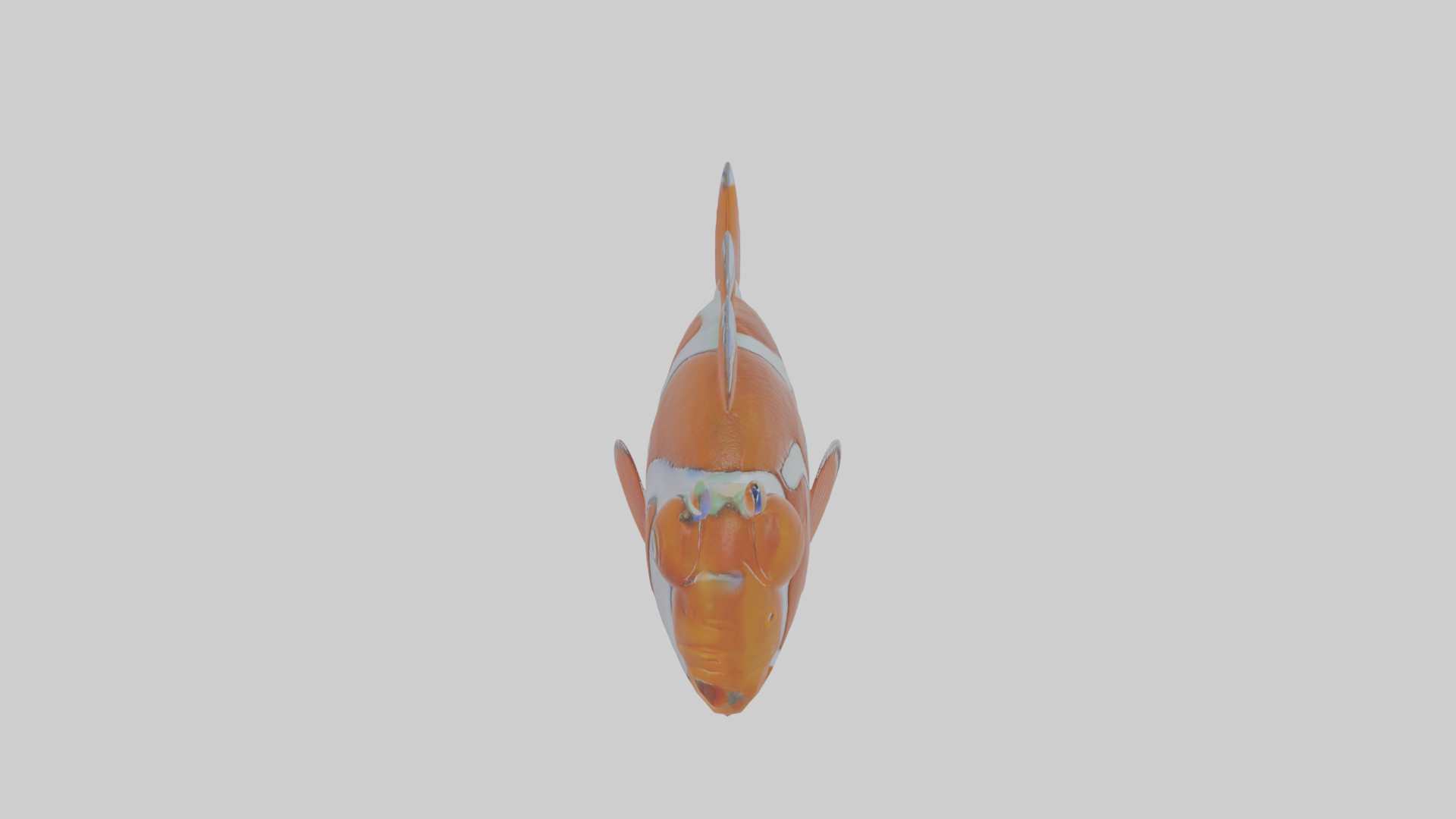 Cartoon Clownfish Low-poly 3D model_28