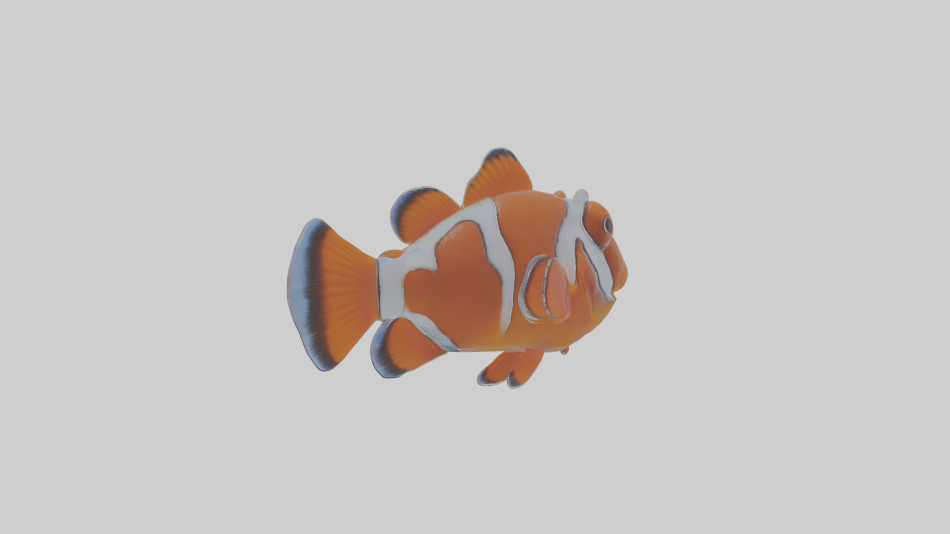 Cartoon Clownfish Low-poly 3D model_2
