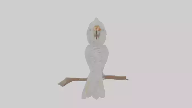 Cartoon Cockatoo